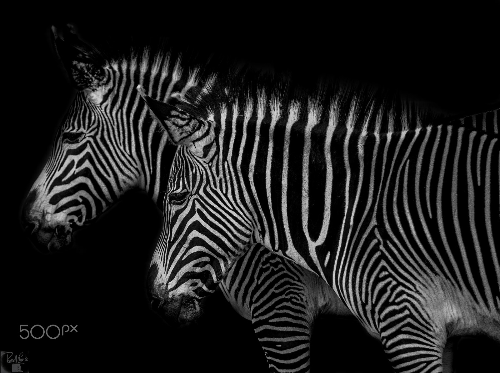 Nikon D700 sample photo. Zebra crossing photography