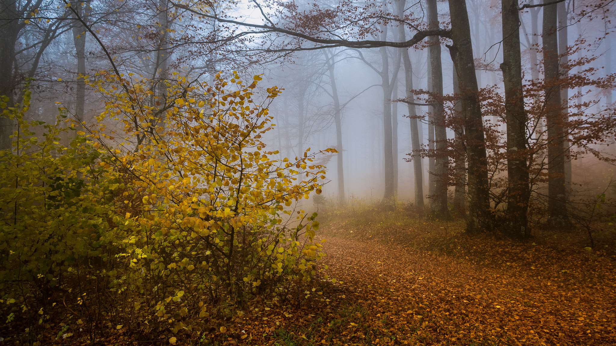 Pentax K-3 + Pentax smc DA 16-45mm F4 ED AL sample photo. Autumn | beautiful morning fog photography