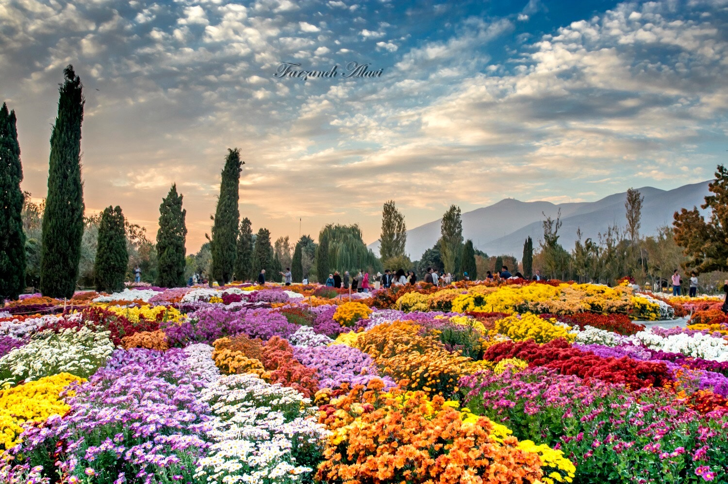 Canon EOS 80D sample photo. A flower garden in tehran_iran photography