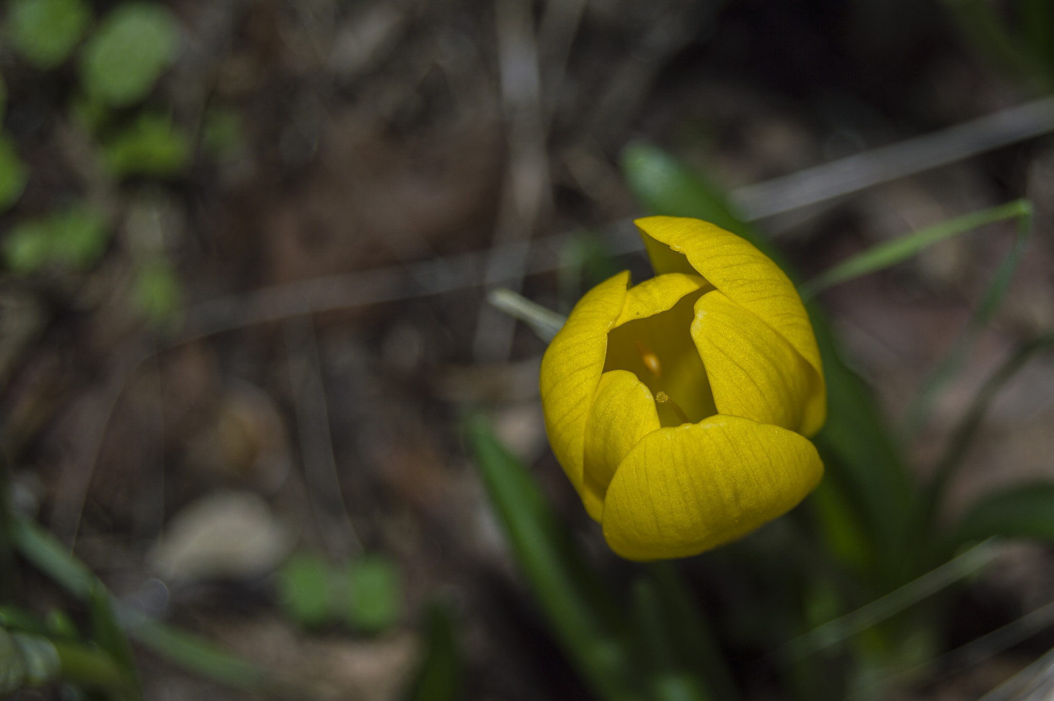Nikon D3200 sample photo. Yellow flower photography