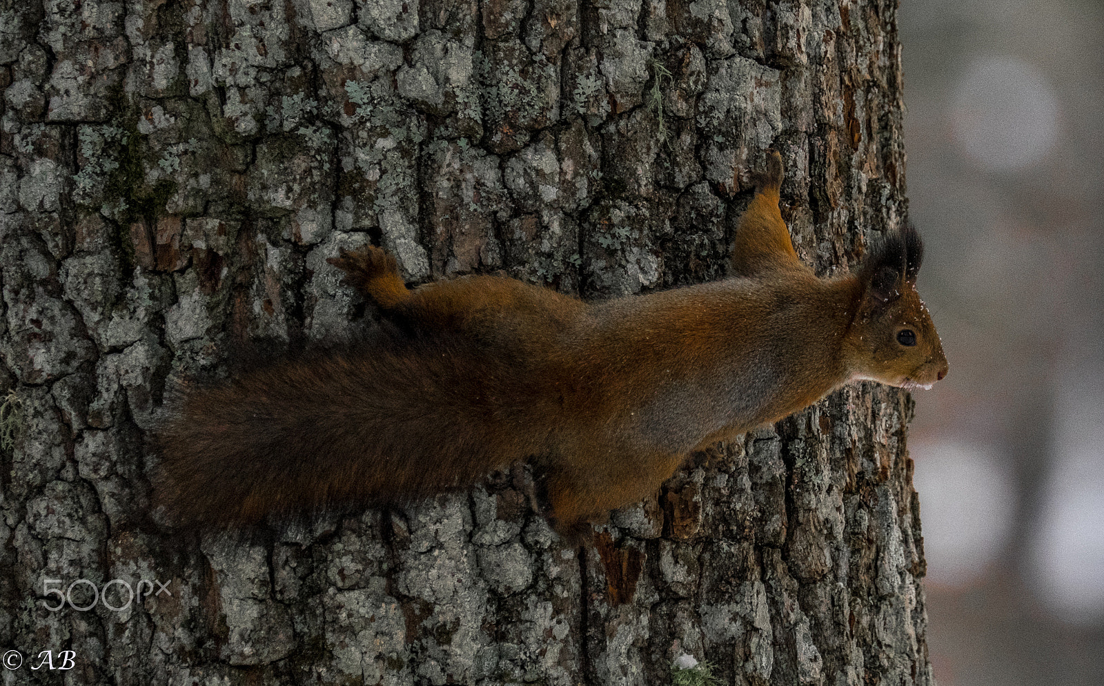 Fujifilm XF 100-400mm F4.5-5.6 R LM OIS WR sample photo. Squirrel photography