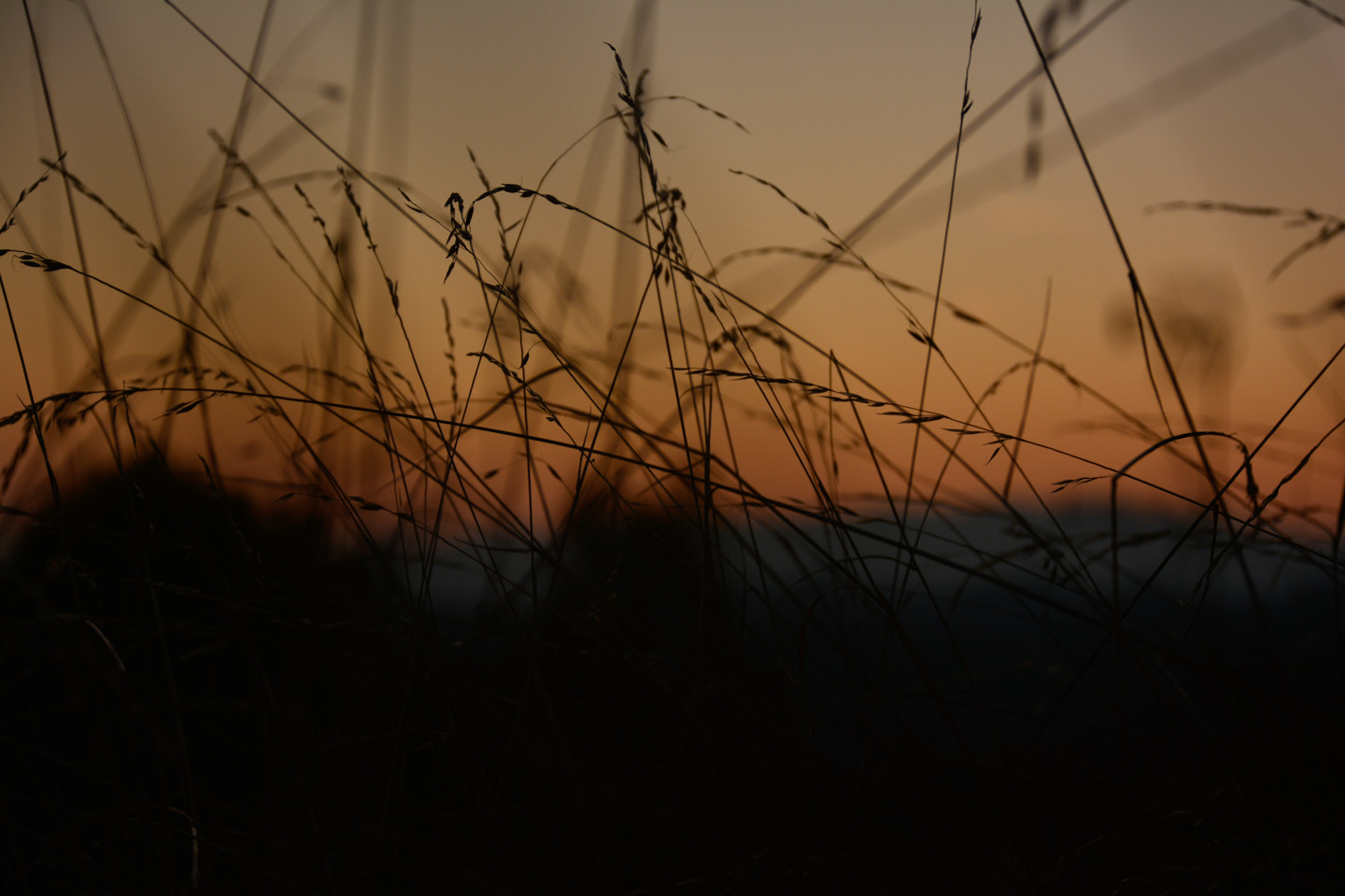 Nikon D7100 sample photo. Il tramonto tra le spighe photography