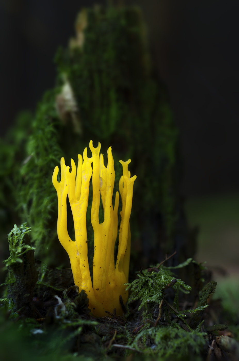 Pentax smc DA 35mm F2.8 Macro Limited sample photo. Yellow coral photography