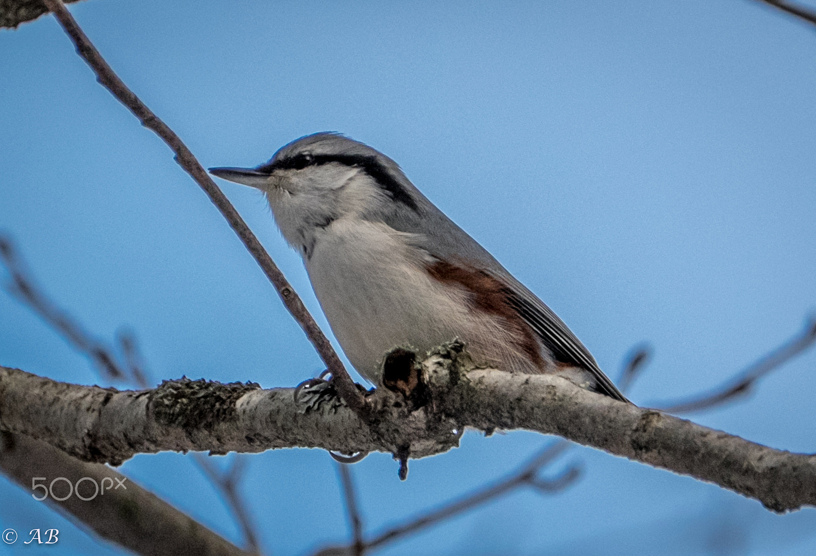 Fujifilm XF 100-400mm F4.5-5.6 R LM OIS WR sample photo. Nuthatch photography