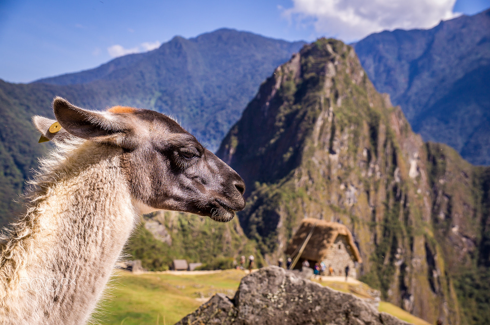 Sony SLT-A37 sample photo. Llama in machu picchu lost inca city, peru photography