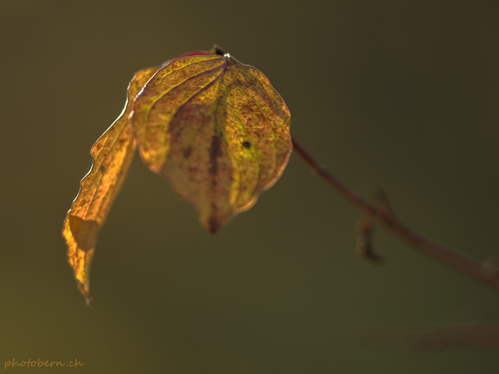 Olympus OM-D E-M1 + Olympus Zuiko Digital ED 150mm F2.0 sample photo. Blatt im licht photography