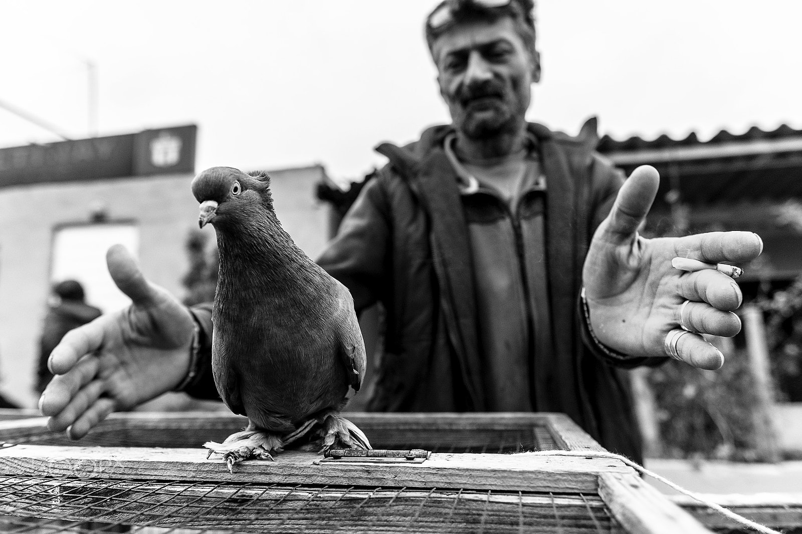 Fujifilm X-T10 + Fujifilm XF 16mm F1.4 R WR sample photo. The king of birds photography