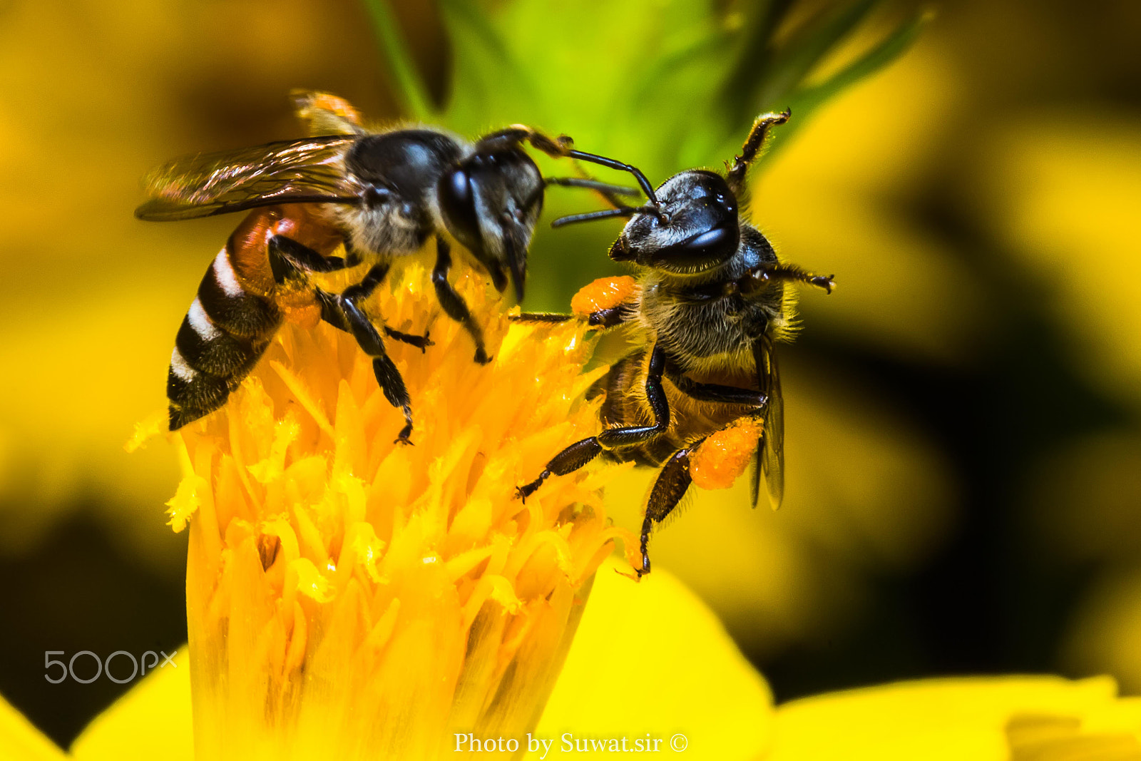 Canon EF 100mm F2.8 Macro USM sample photo. Bee eating, sucking and fighting the yellow cosmos's syrup photography