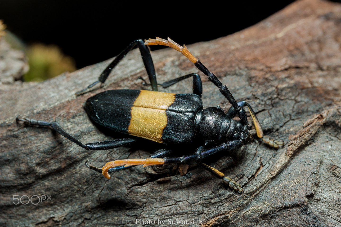 Canon EF-S 60mm F2.8 Macro USM sample photo. Mimusop stem borer (pachyteria dimidiata) photography