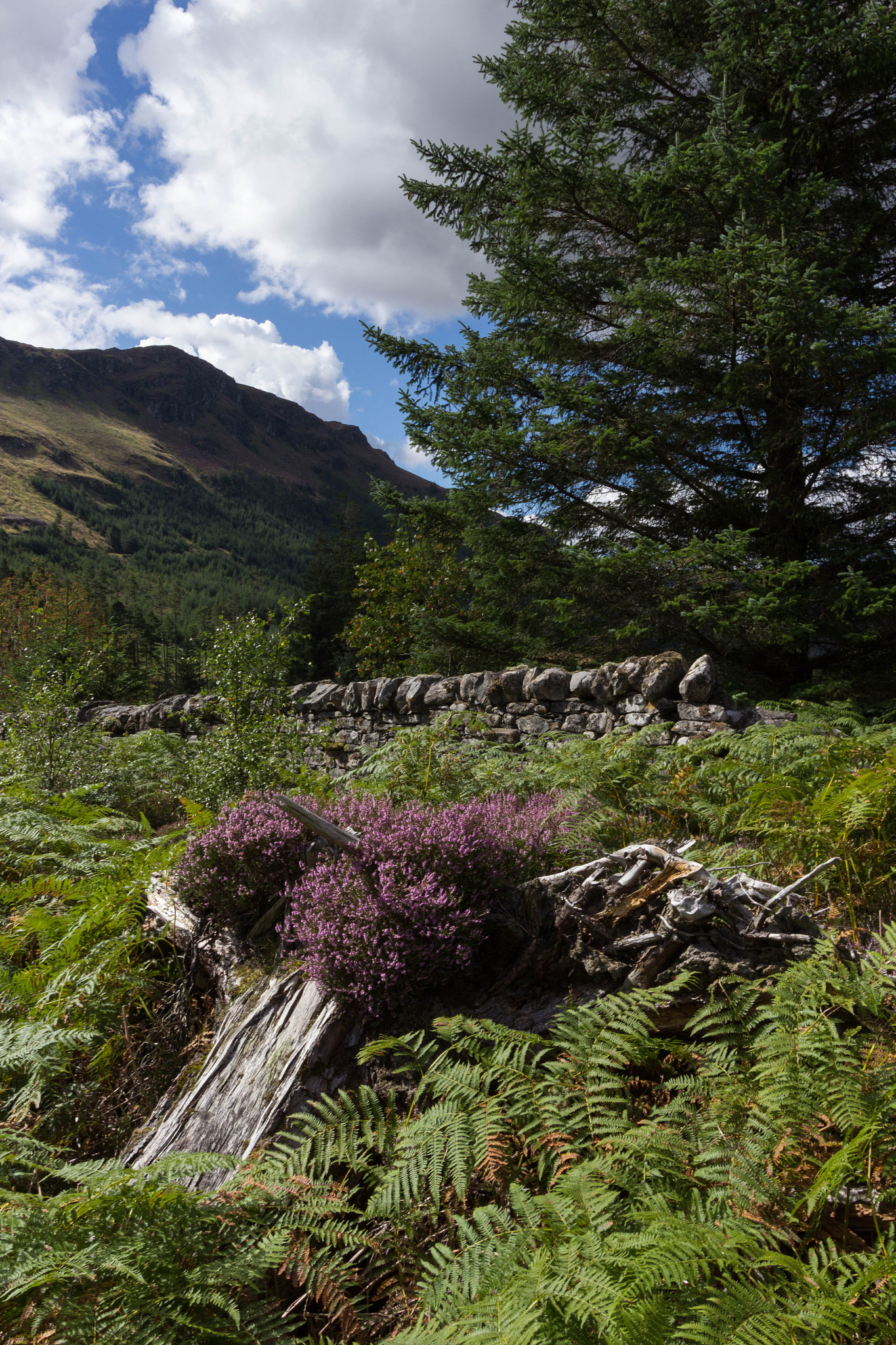 Canon EF-S 10-22mm F3.5-4.5 USM sample photo. Inverlael valley photography