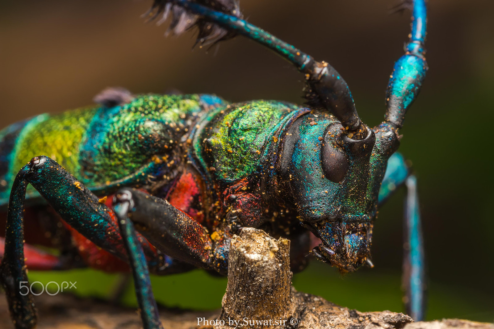 Canon EF-S 60mm F2.8 Macro USM sample photo. Edit photography