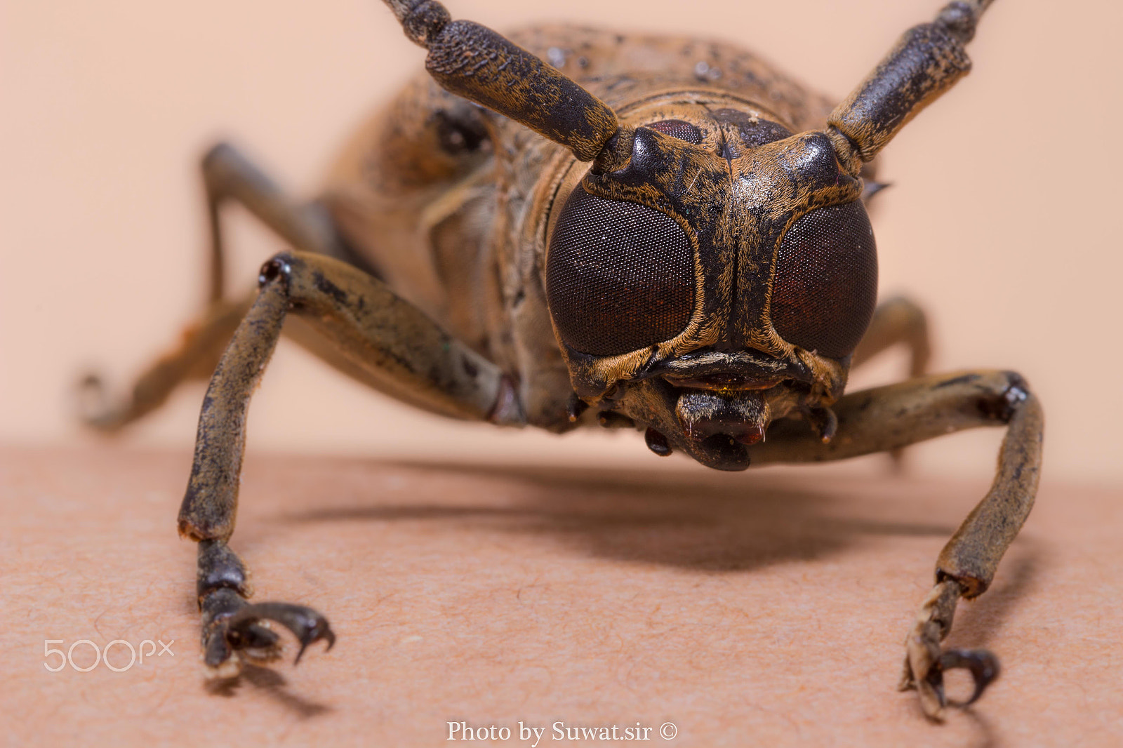 Canon EF-S 60mm F2.8 Macro USM sample photo. Big eye long horned beetle photography
