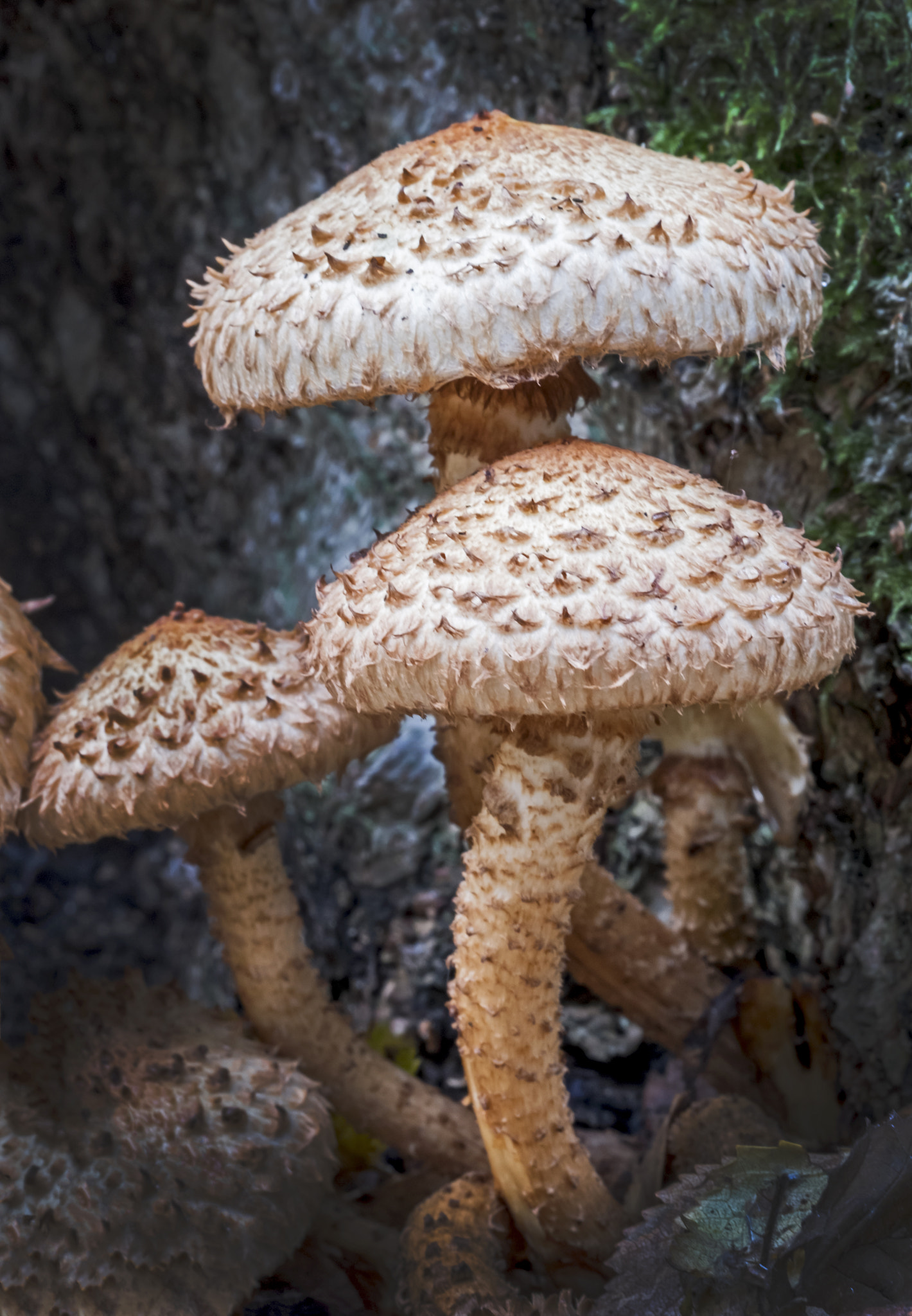 Fujifilm X-T2 sample photo. Fungi photography