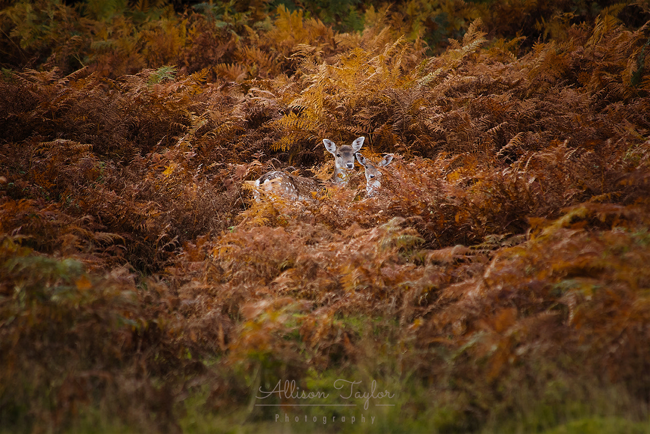Canon EF 70-300mm F4-5.6 IS USM sample photo. Hide and seek photography