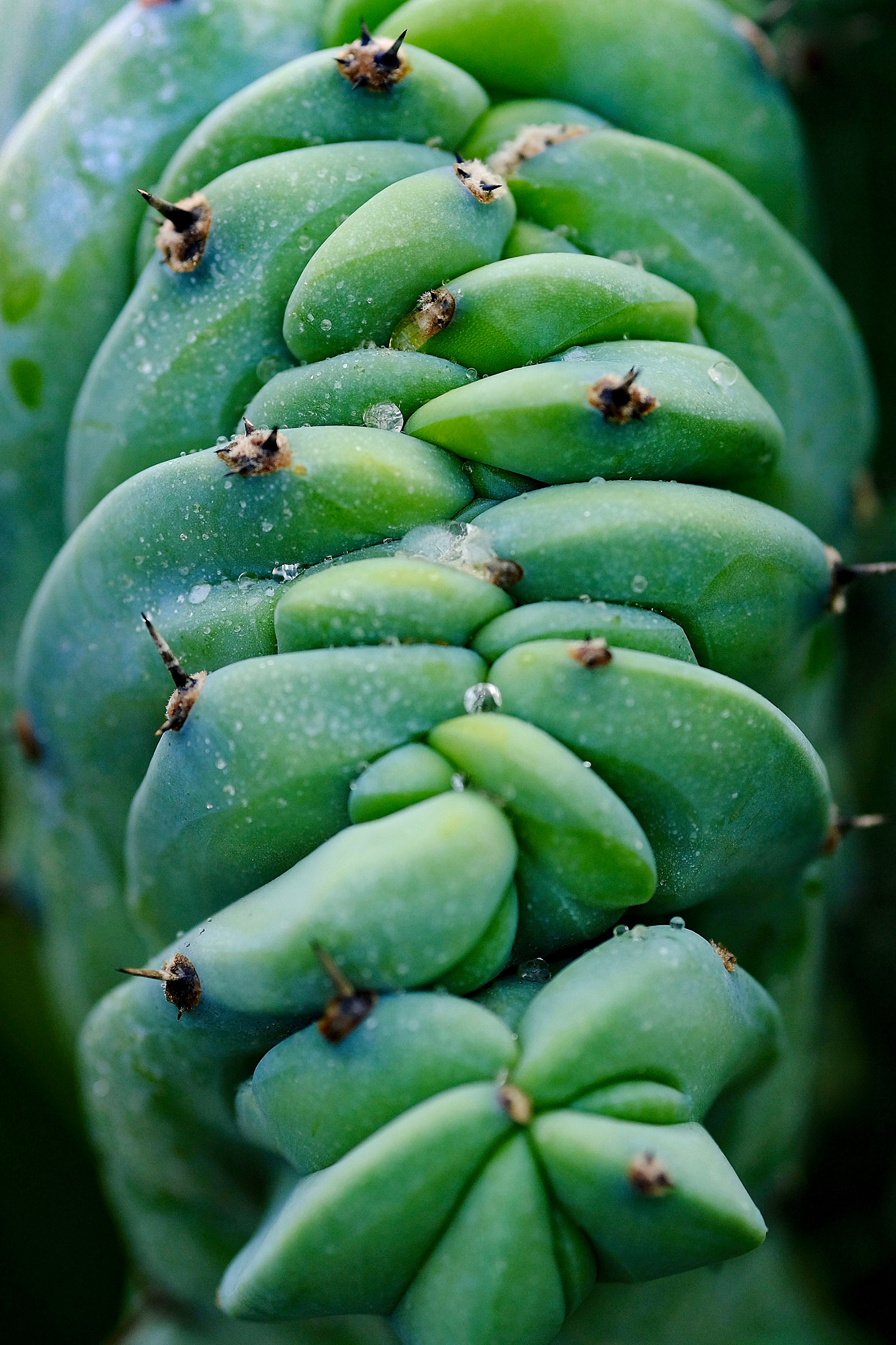 Fujifilm X-T10 + Fujifilm XF 90mm F2 R LM WR sample photo. Funny cactus photography
