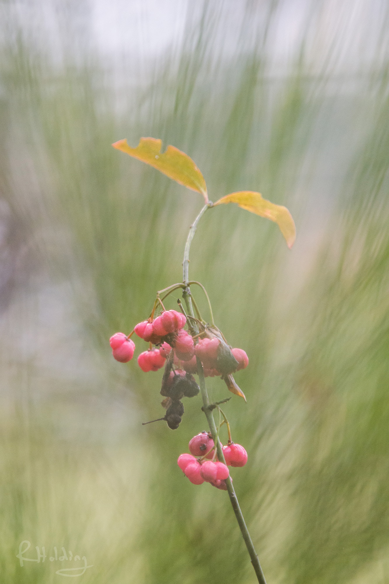 Olympus OM-D E-M10 + Olympus M.Zuiko Digital ED 40-150mm F2.8 Pro sample photo. Branche de fusain photography