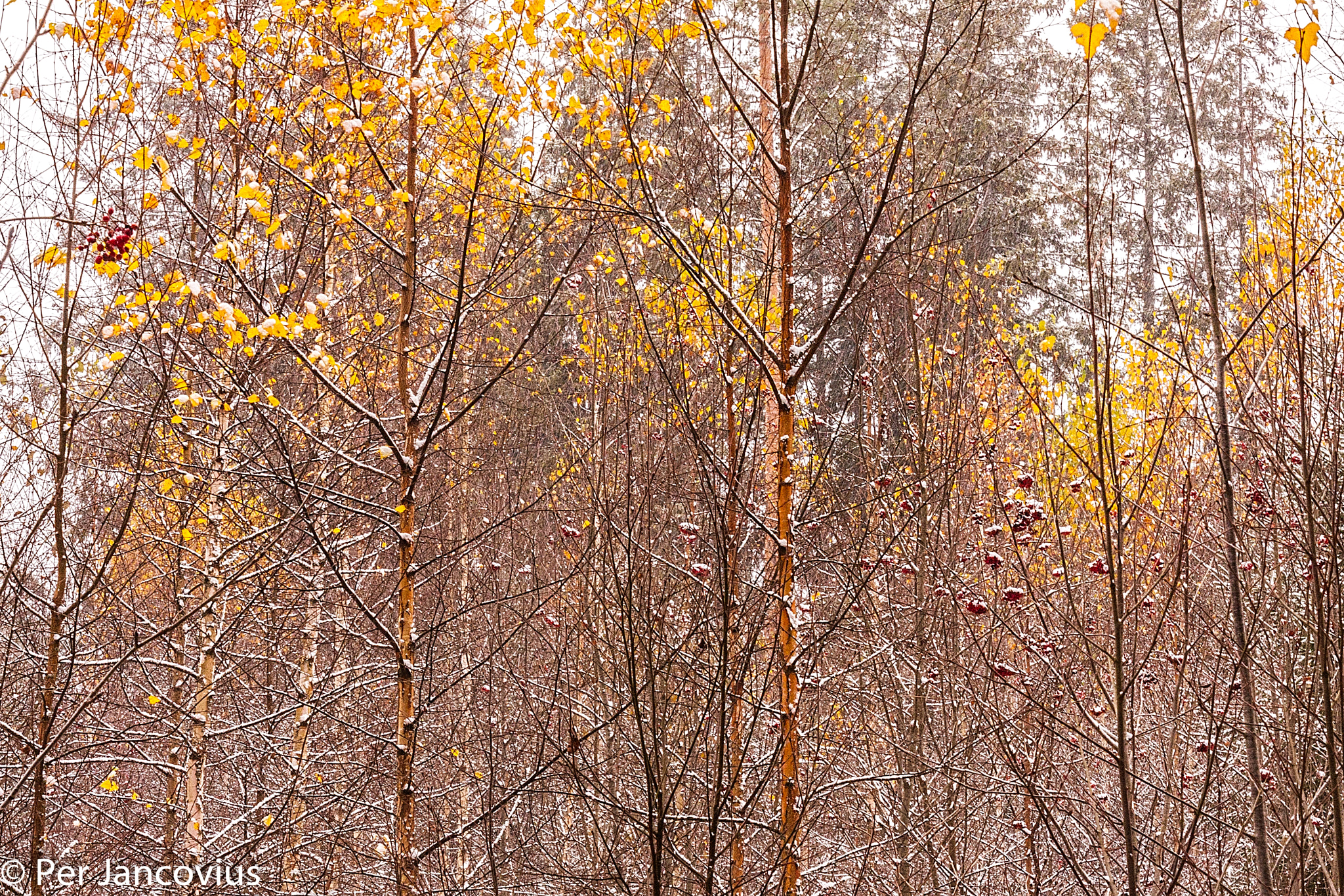 Canon EOS 40D sample photo. Early winter photography