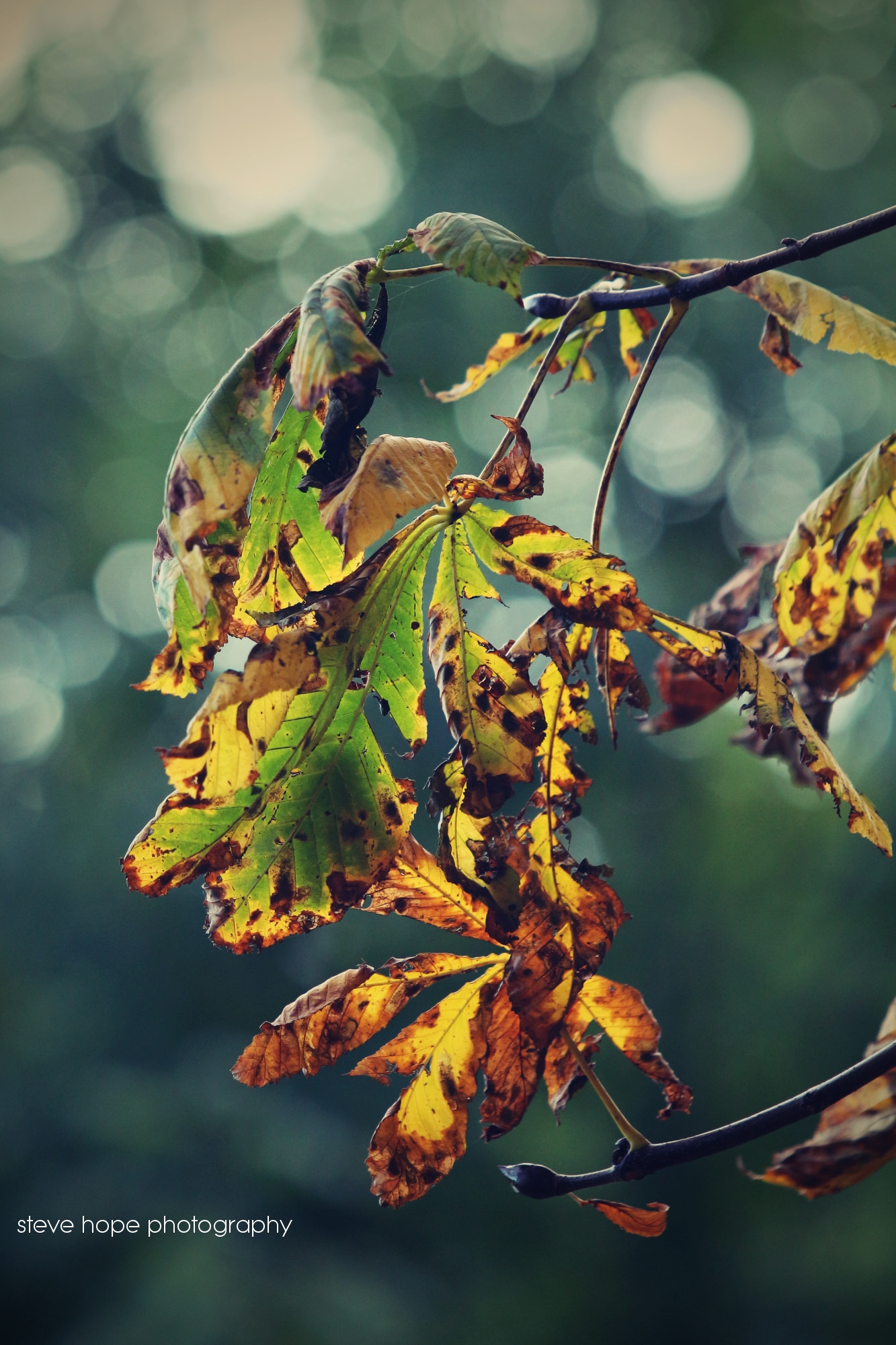Canon EF 70-200mm F2.8L USM sample photo. Baysgart park - barton upon humber photography