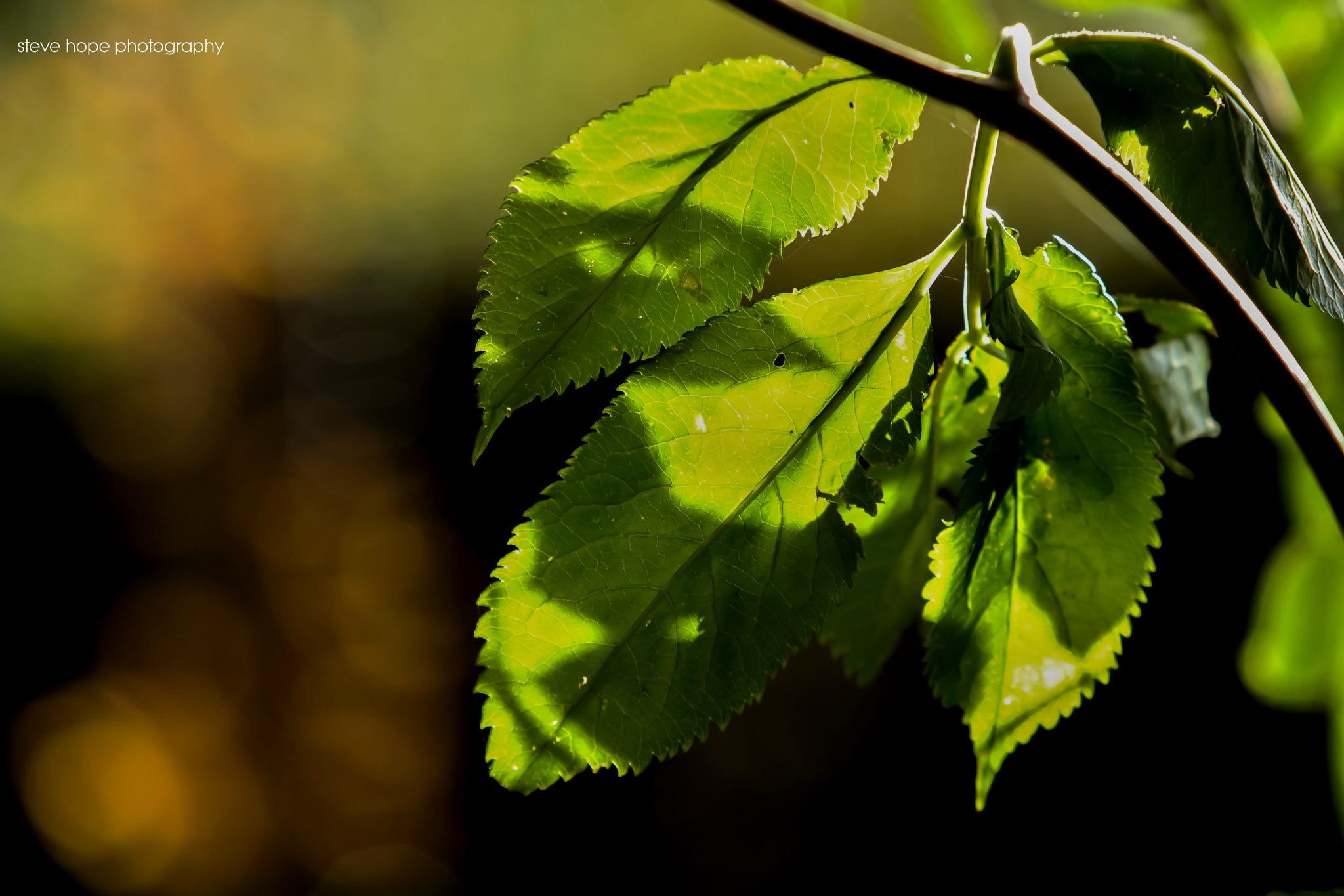 Canon EF 70-200mm F2.8L USM sample photo. Baysgart park - barton upon humber photography