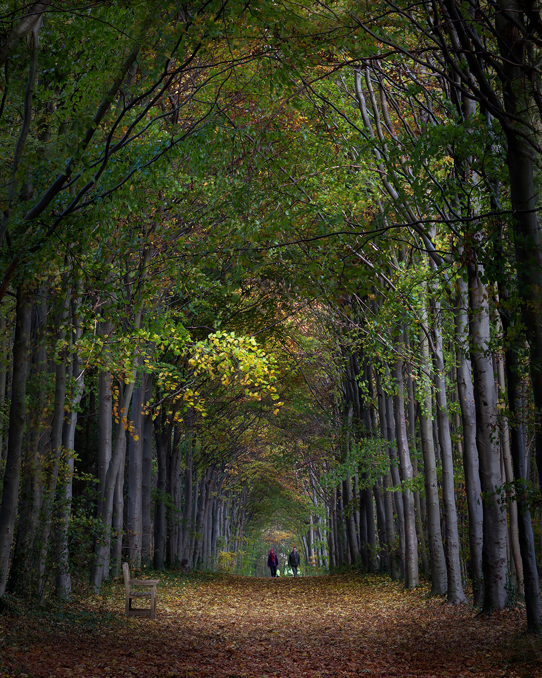 Canon EF 70-300mm F4-5.6L IS USM sample photo. Wandlebury wood photography