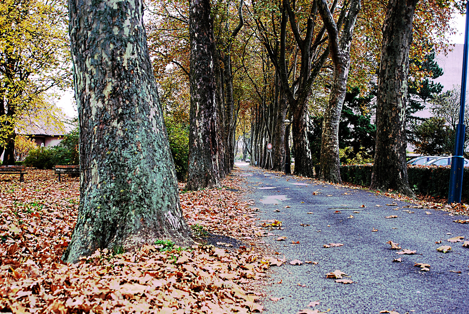 Nikon D80 sample photo. Autumn in an abandoned street, ajka, hungary photography