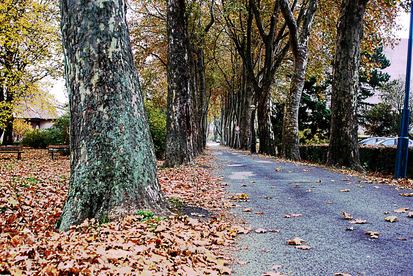AF Zoom-Nikkor 28-105mm f/3.5-4.5D IF sample photo. Autumn in an abandoned street, ajka, hungary photography