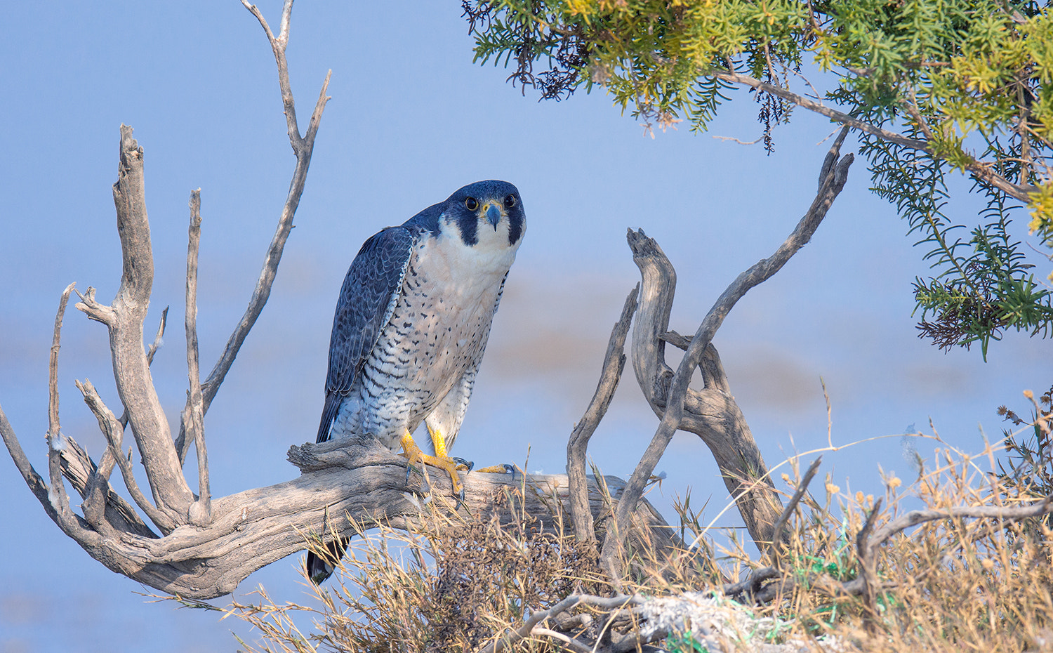 Nikon AF-S Nikkor 600mm F4E FL ED VR sample photo. Peregrine falcon photography