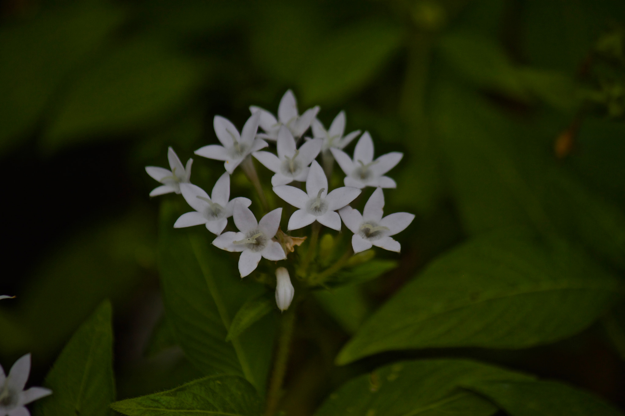 Canon EF-S 55-250mm F4-5.6 IS sample photo. Img photography