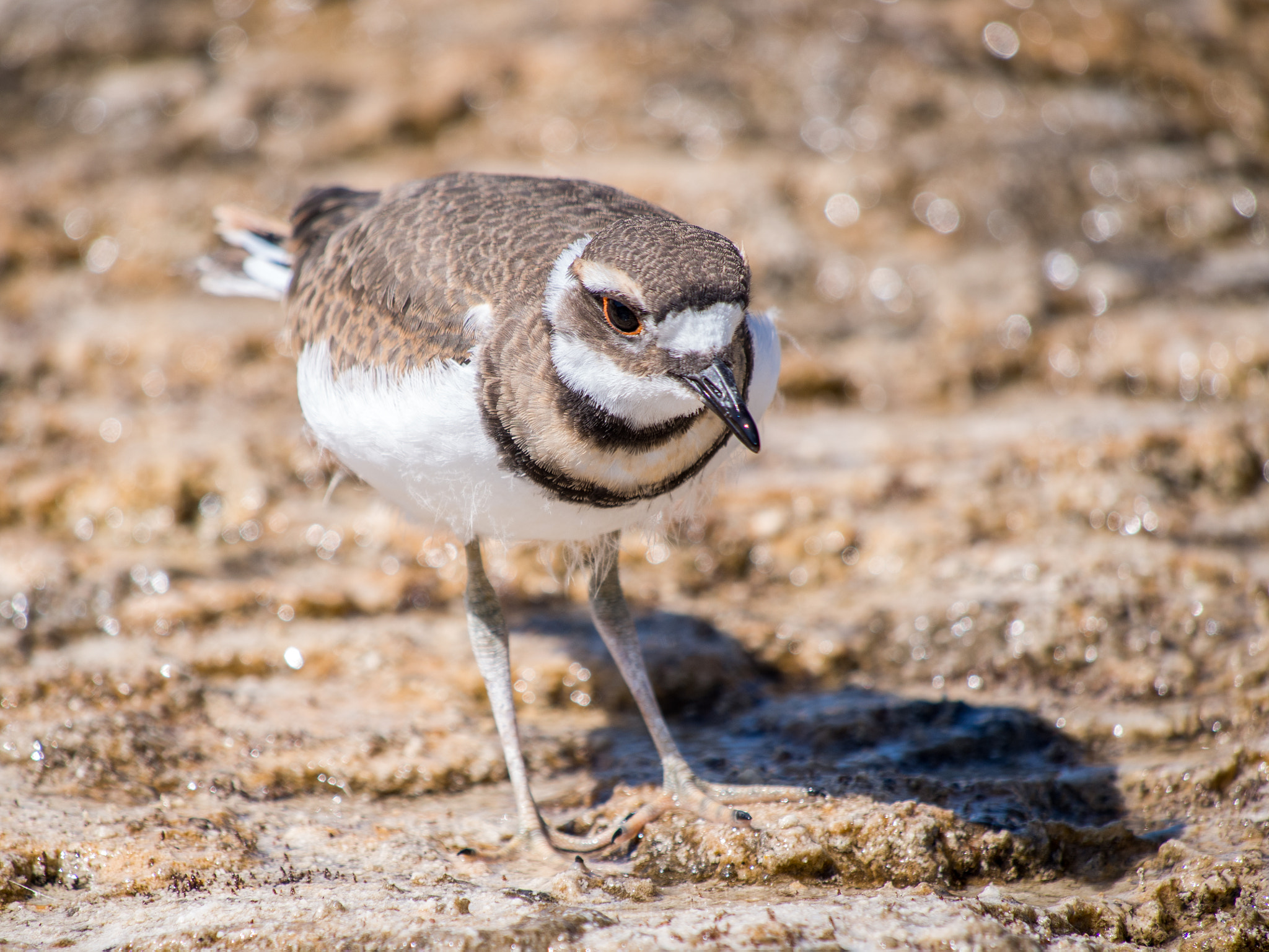 Olympus OM-D E-M5 sample photo. Bird looking for food photography