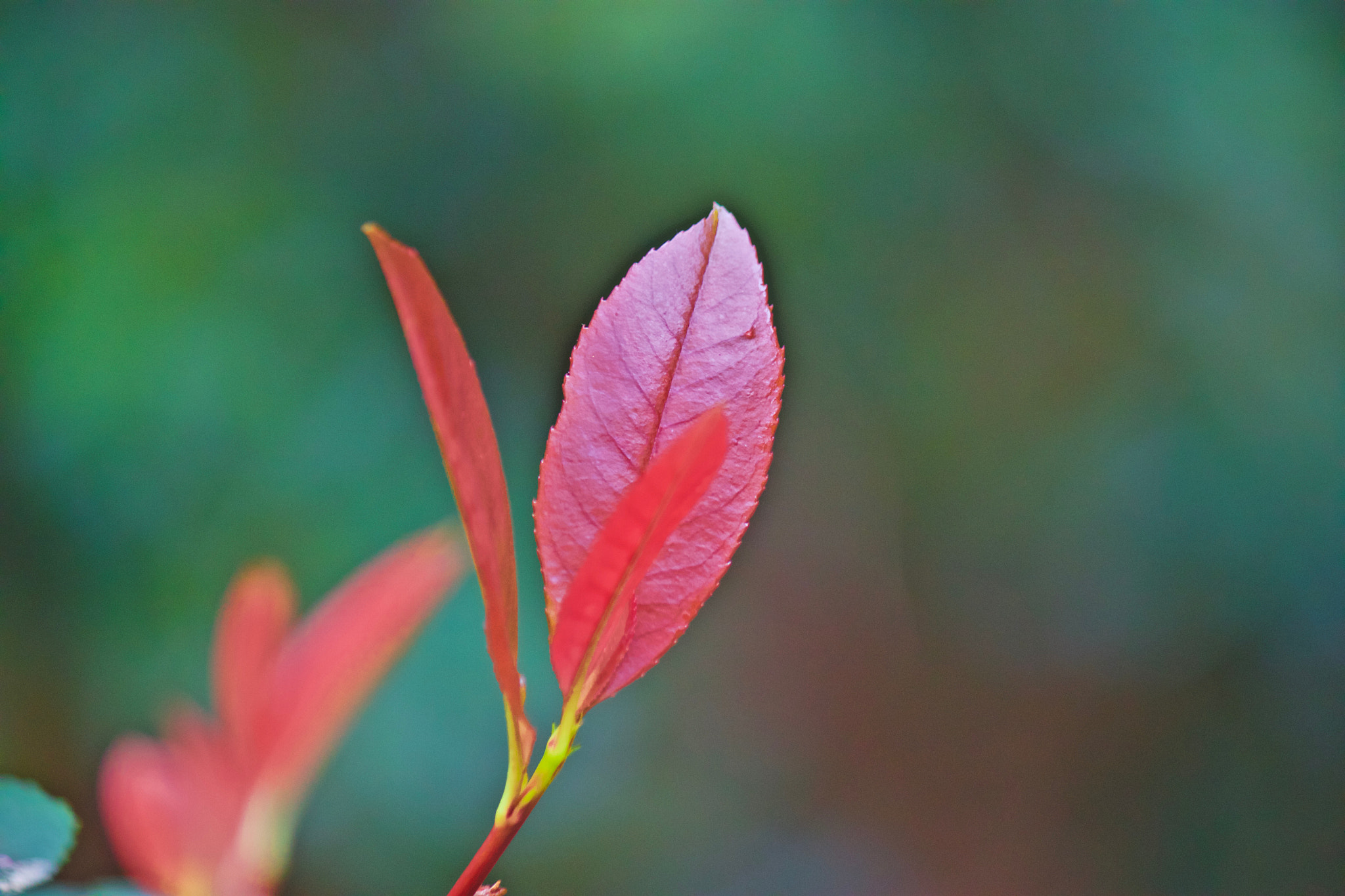 Canon EF-S 55-250mm F4-5.6 IS sample photo. Img photography