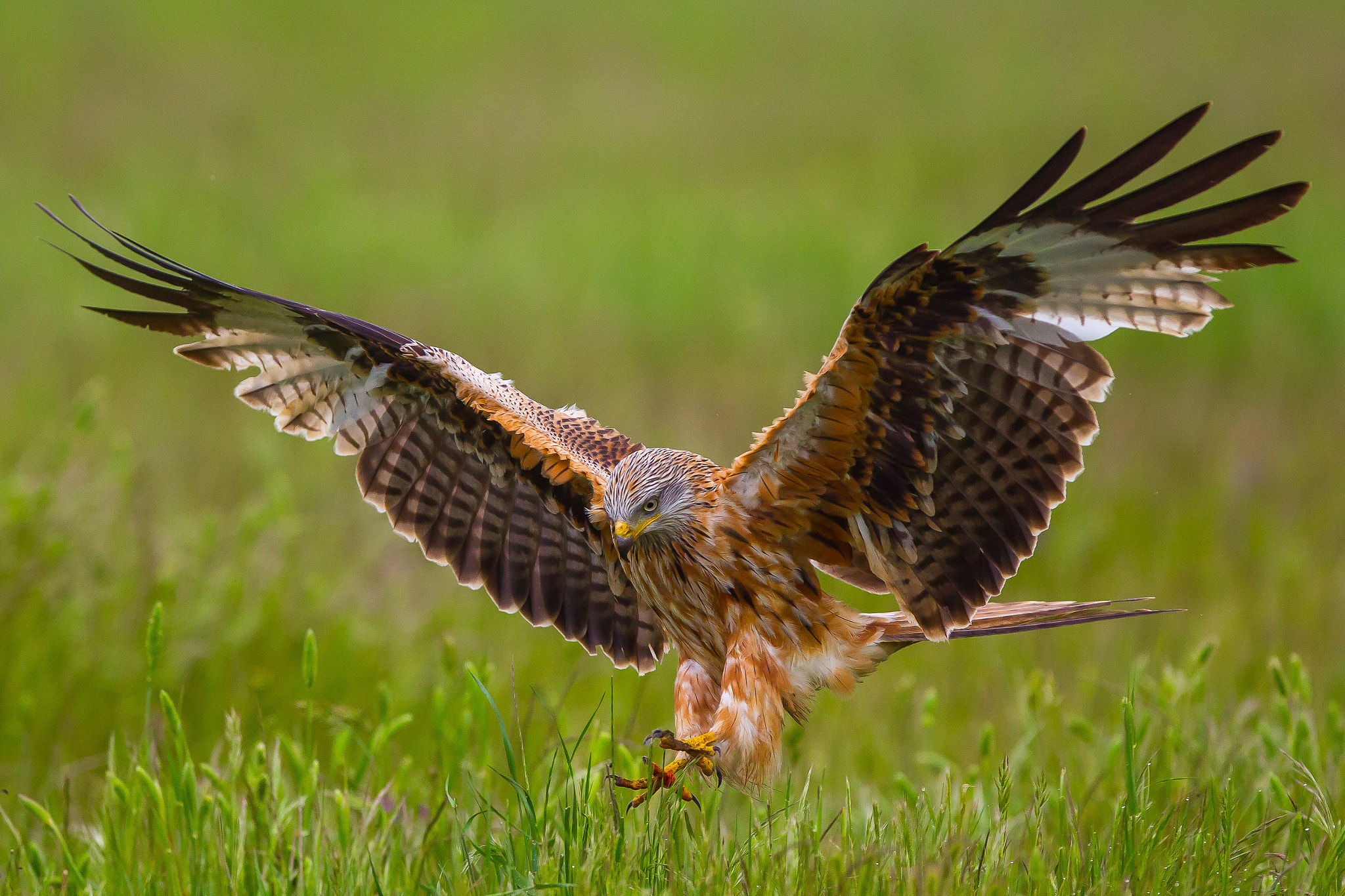 Canon EF 300mm F2.8L IS USM sample photo. Nibbio reale photography