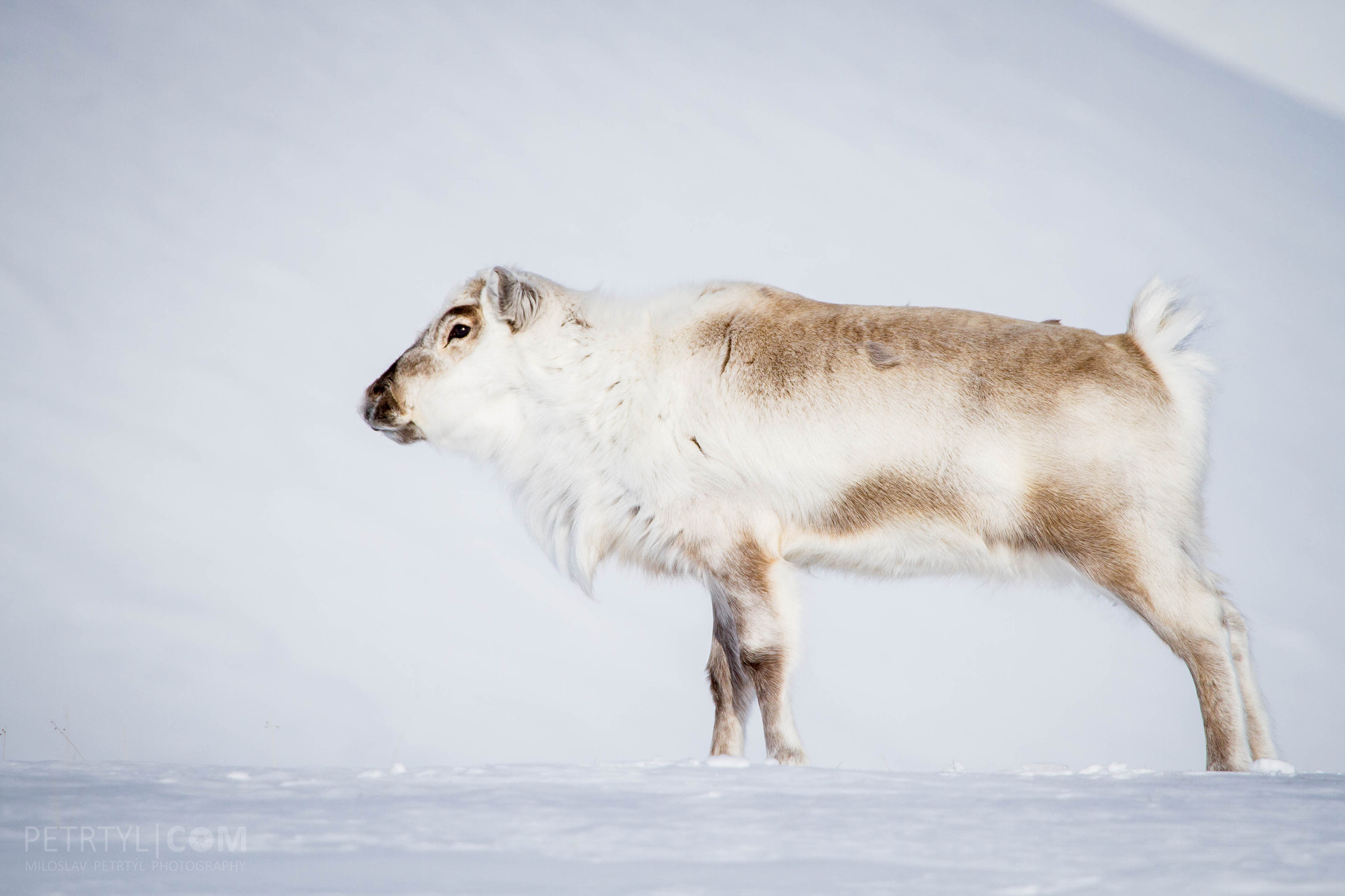 Canon EF 70-200mm F4L USM sample photo. Reindeer from svalbard posing on snow photography
