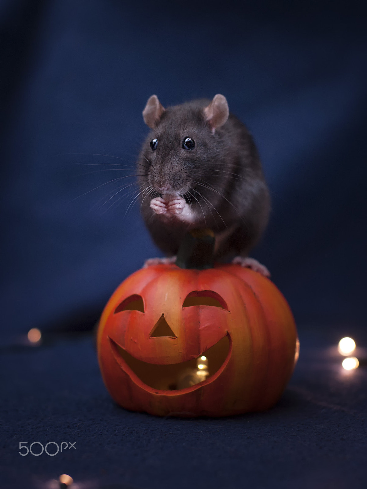 Nikon D3 + Sigma 50mm F1.4 EX DG HSM sample photo. Halloween photography