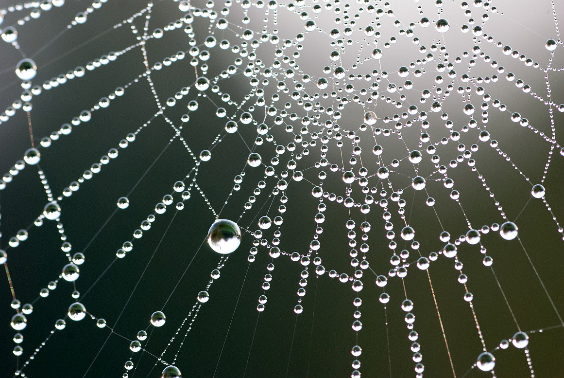 Nikon D80 + Sigma 70mm F2.8 EX DG Macro sample photo. Autumn morning cobweb photography