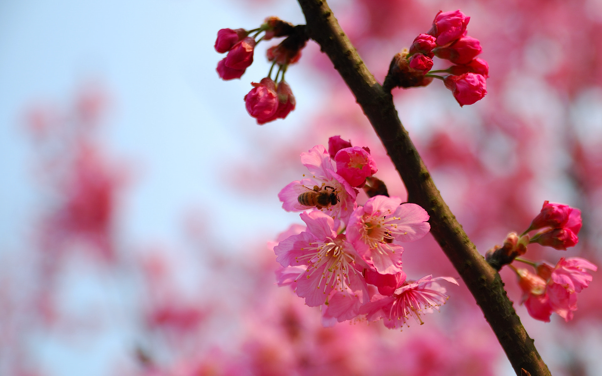 Nikon D80 + Sigma 18-50mm F2.8 EX DC Macro sample photo. Dsc photography