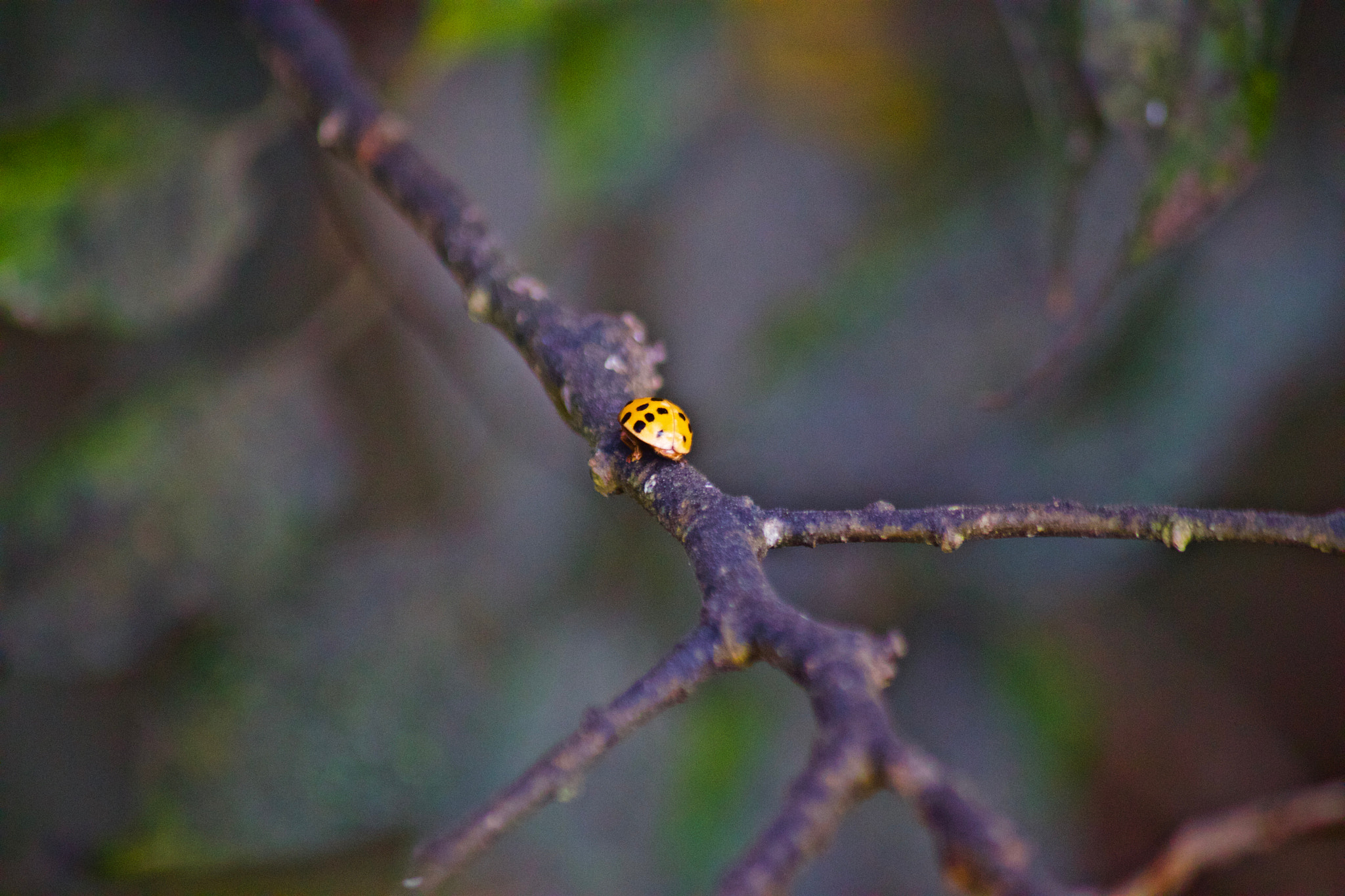 Canon EF-S 55-250mm F4-5.6 IS sample photo. Img photography