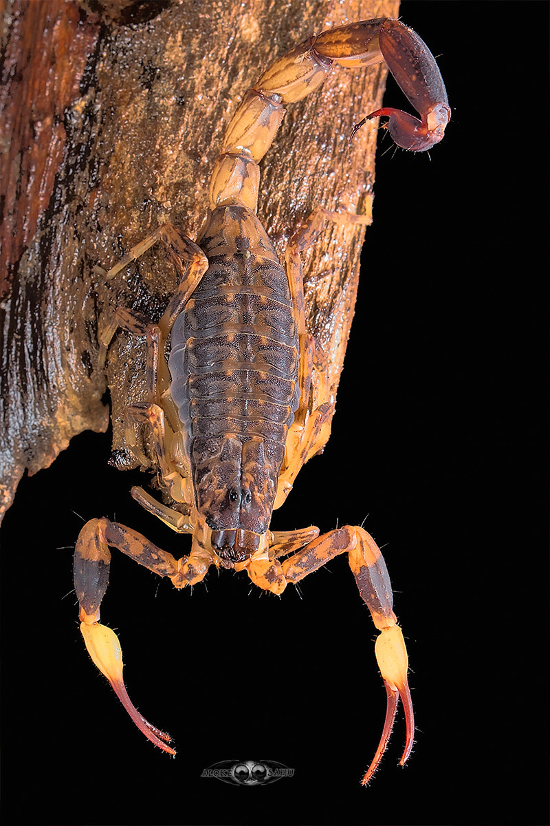 Canon EF 180mm F3.5L Macro USM sample photo. Lychas mucronatus photography