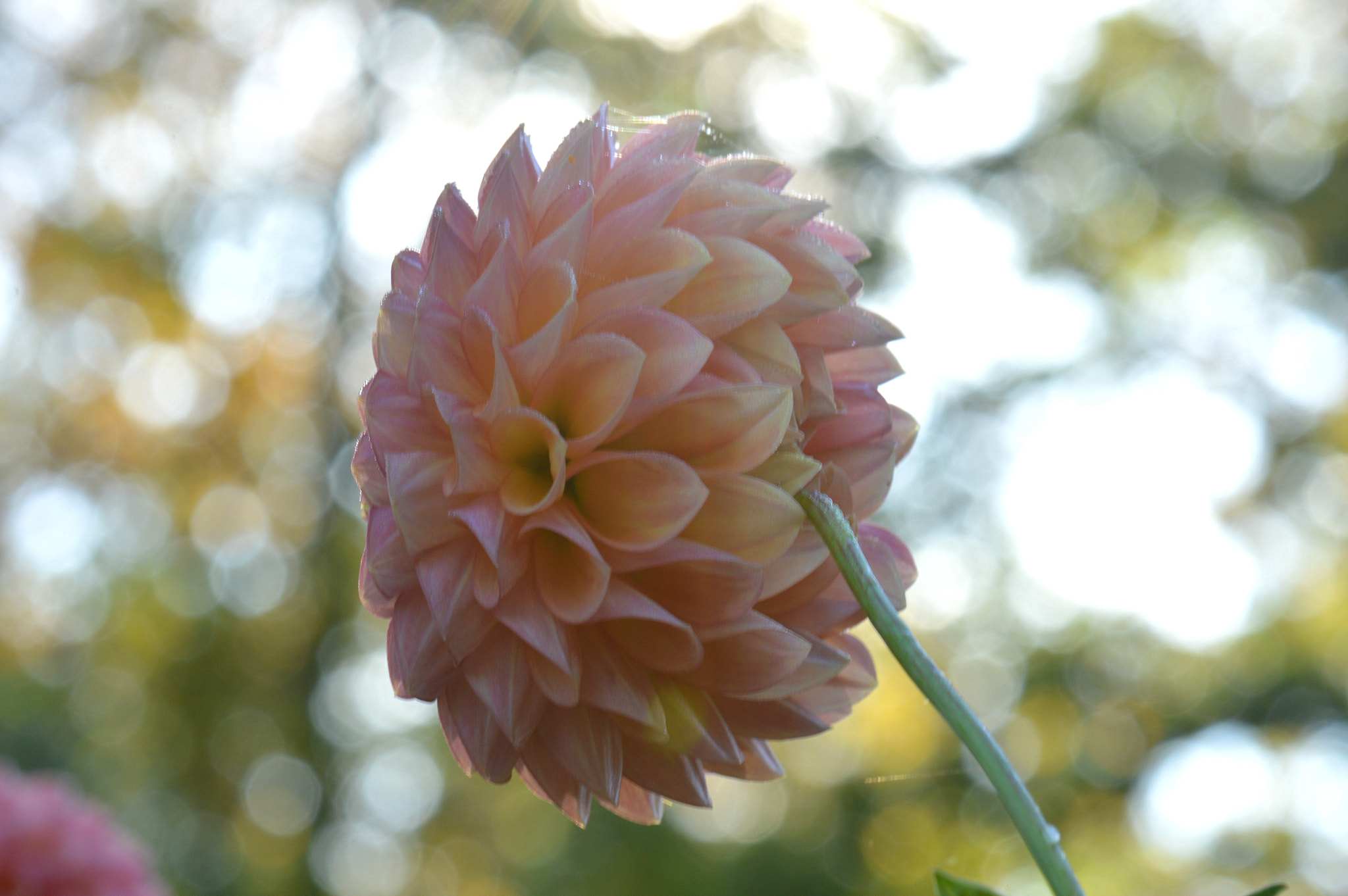 Nikon AF-S DX Micro-Nikkor 85mm F3.5G ED VR sample photo. Dahlia photography