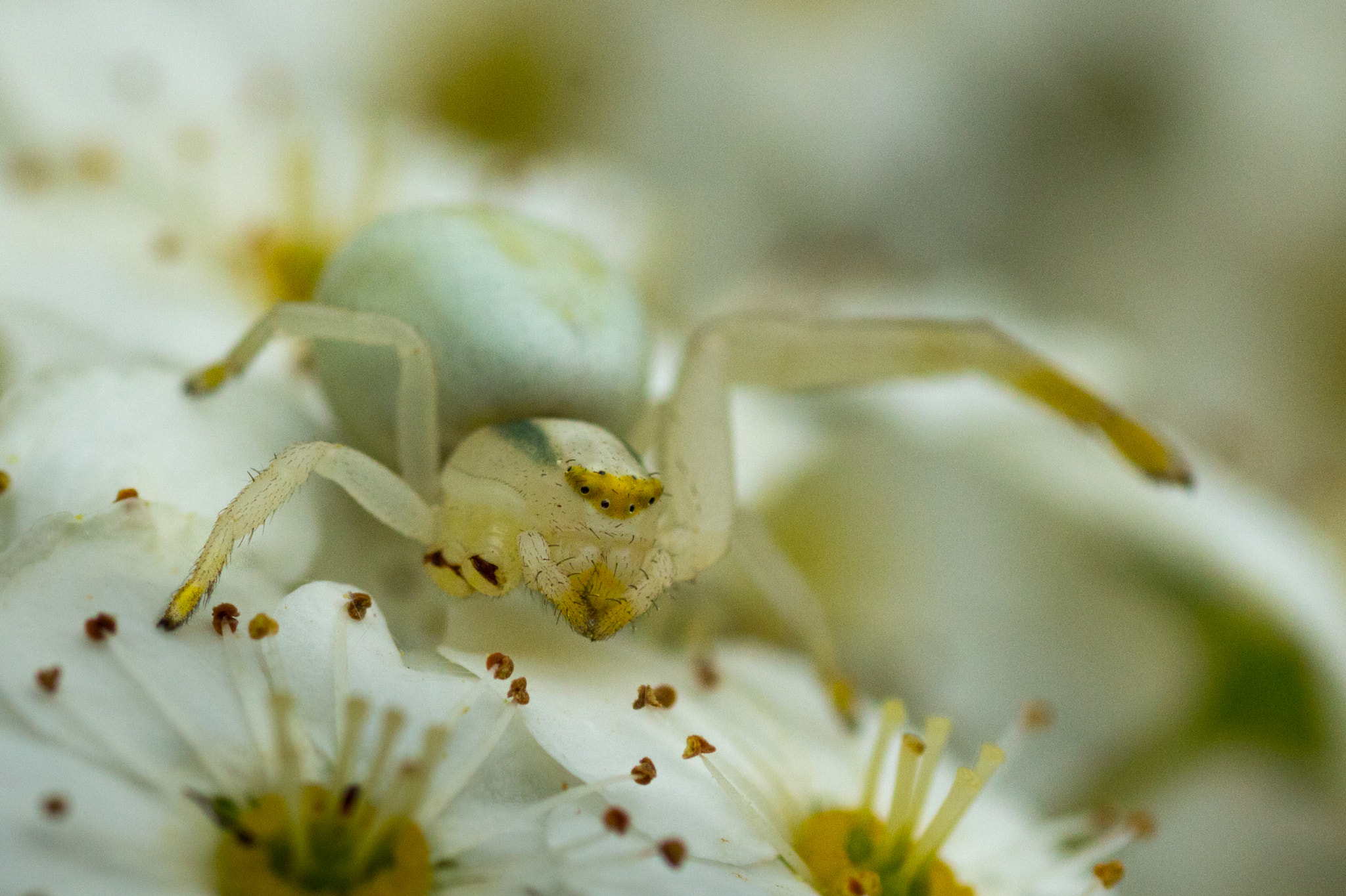 Canon EOS 700D (EOS Rebel T5i / EOS Kiss X7i) + Tamron SP AF 90mm F2.8 Di Macro sample photo. After the battle photography