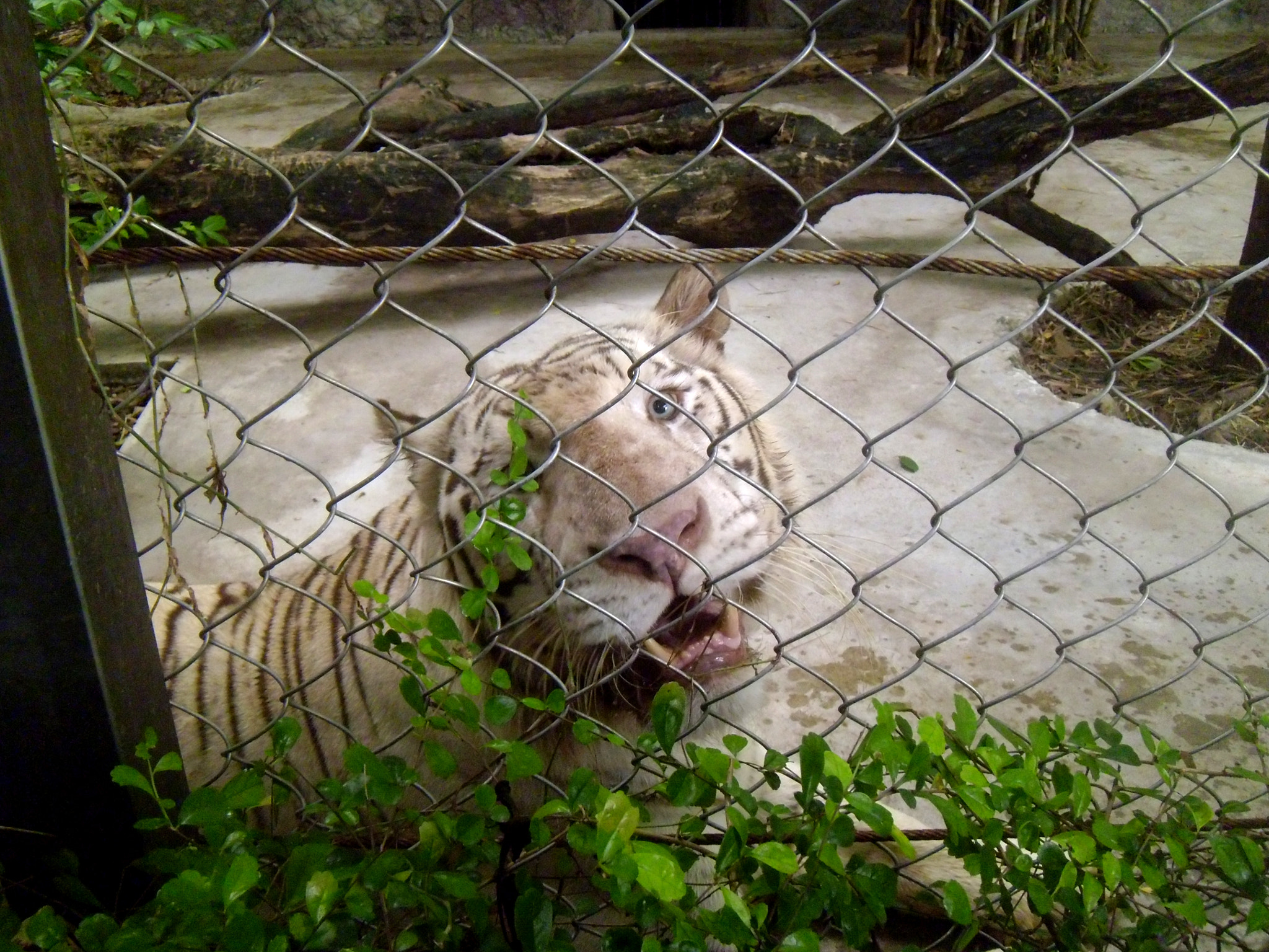 Panasonic DMC-LS5 sample photo. The awwww white tiger photography