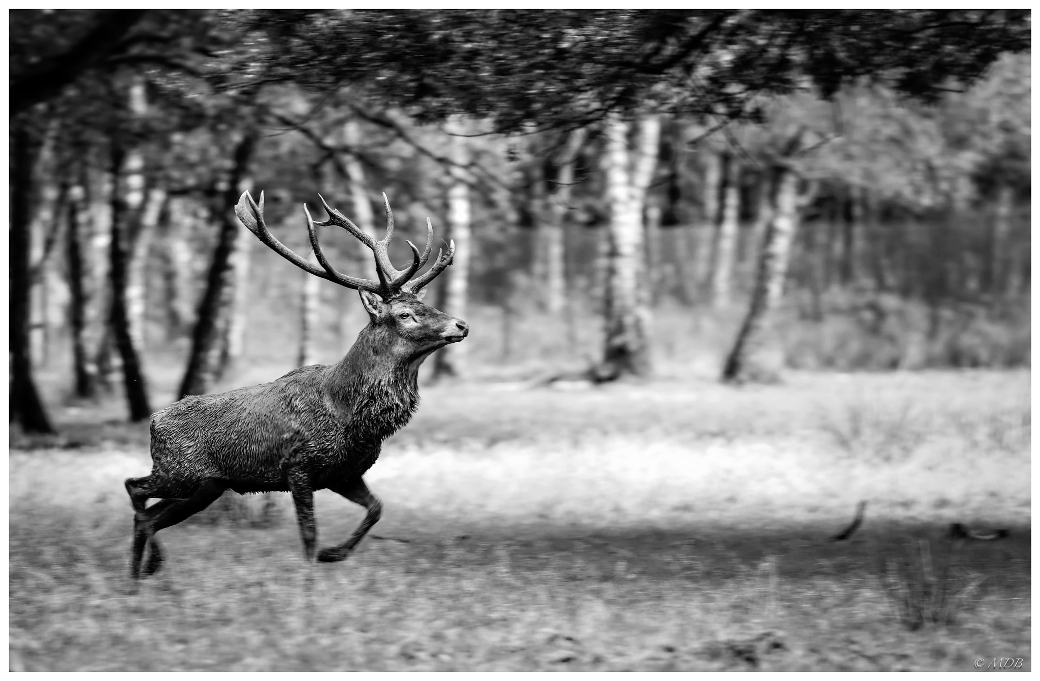 Nikon D800 sample photo. Deer photography