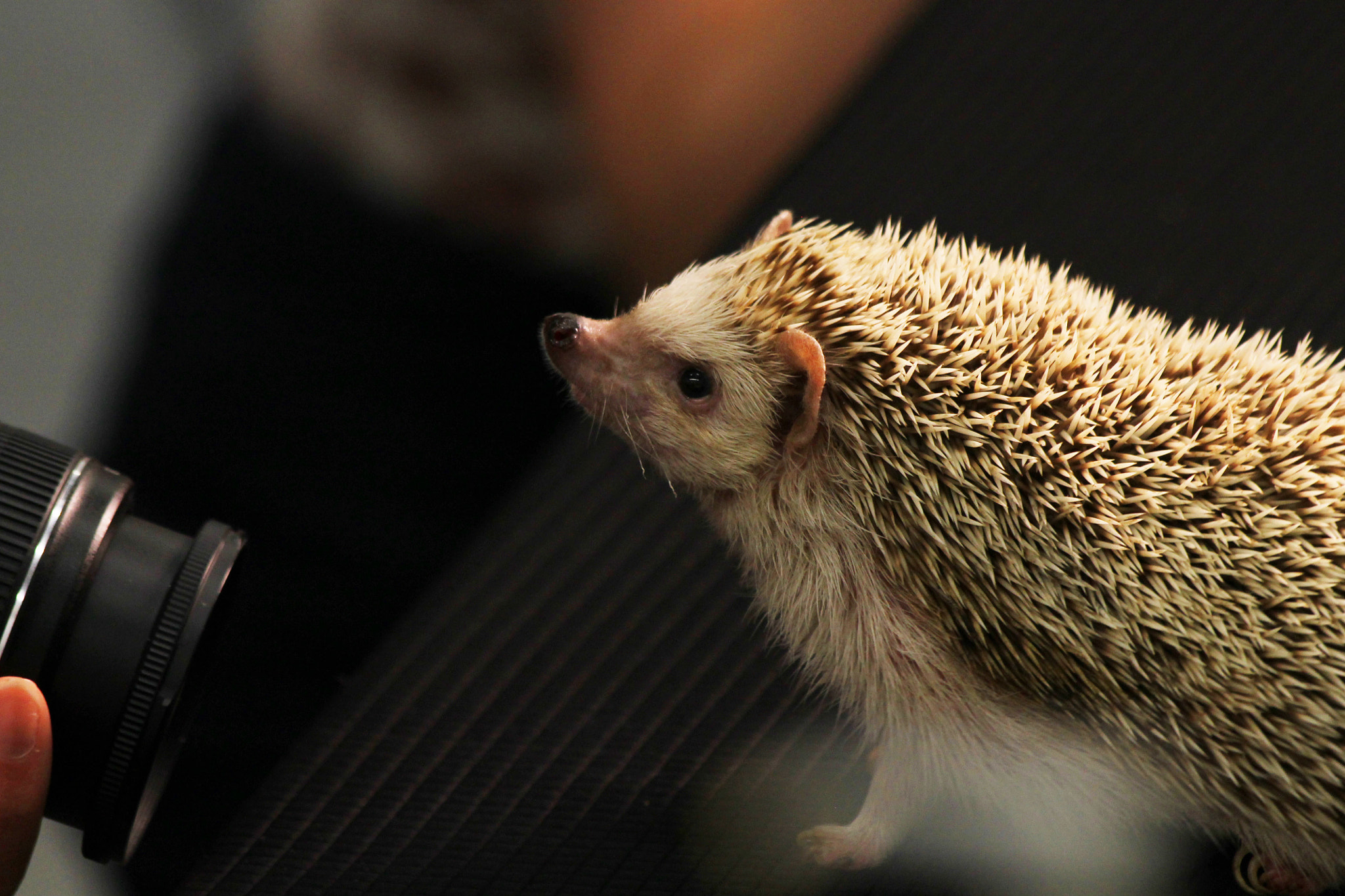 Canon EF 70-300mm F4-5.6 IS USM sample photo. Hedgehog model photography