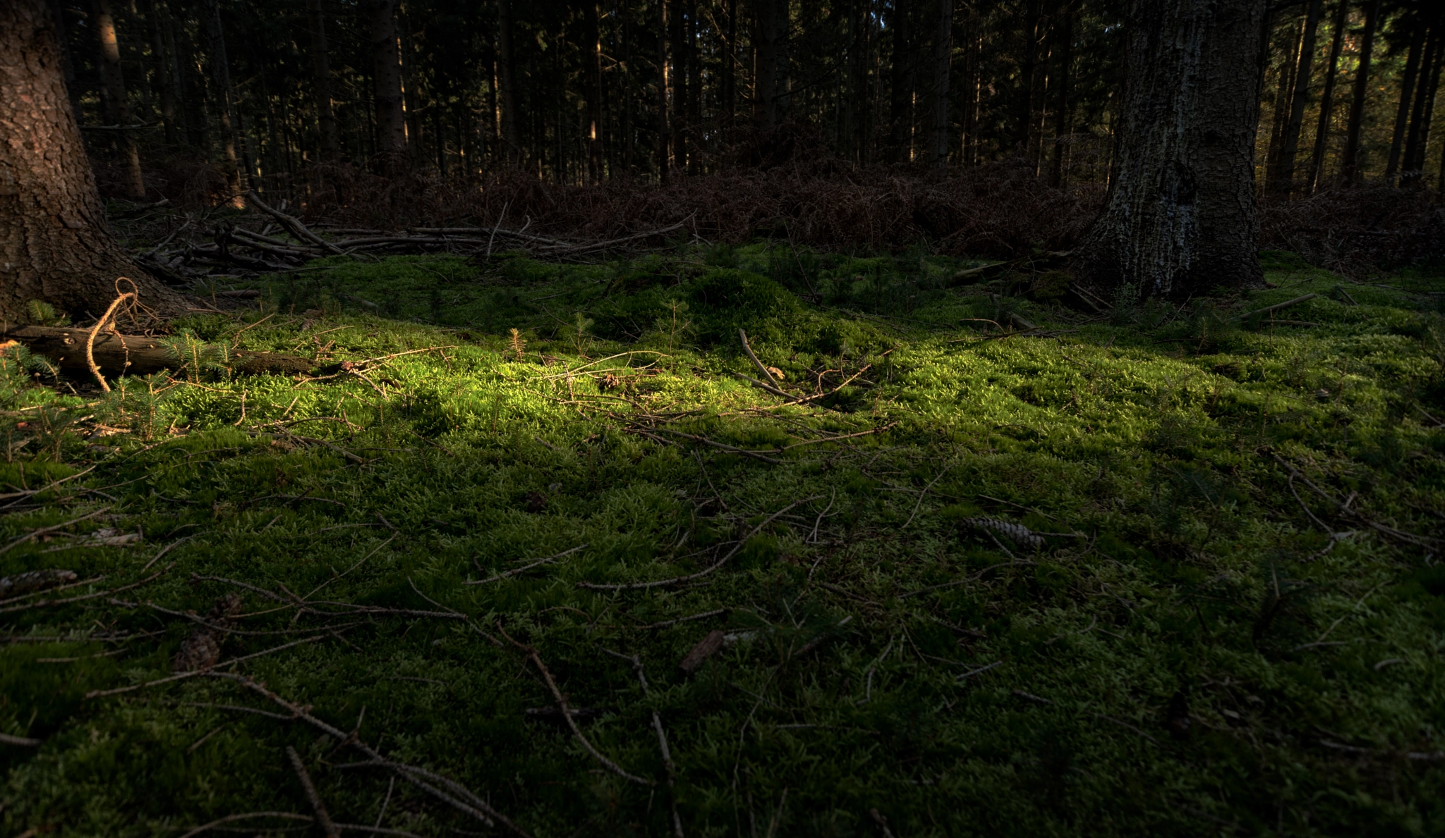 Sigma 10-20mm F3.5 EX DC HSM sample photo. Sun lit clearing photography
