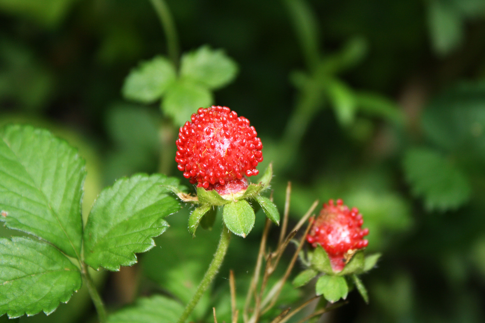 Canon EOS 1000D (EOS Digital Rebel XS / EOS Kiss F) sample photo. Wild berries photography