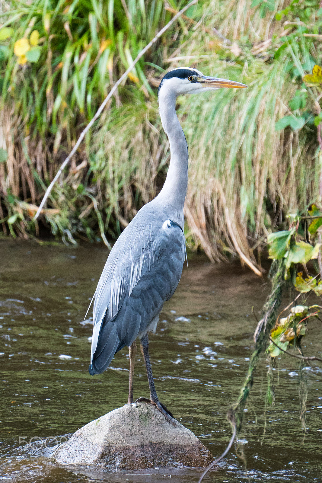 Sony FE 70-300mm F4.5-5.6 G OSS sample photo. Heron posing photography