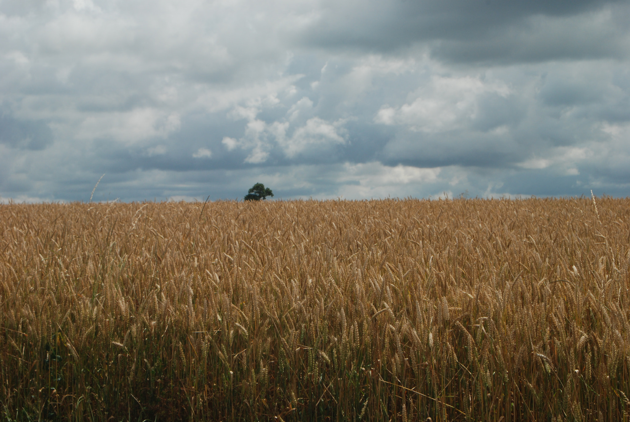 Nikon D80 sample photo. The "wheat" sea ! photography