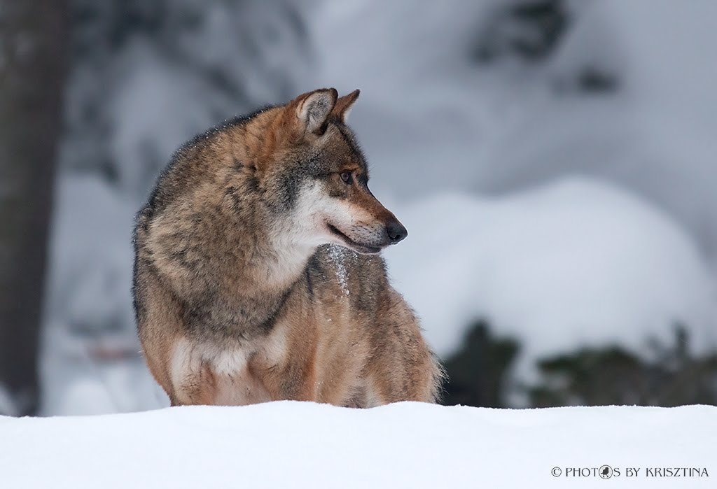 Canon EOS 70D + Sigma 50-500mm f/4-6.3 APO HSM EX sample photo. Wolf photography