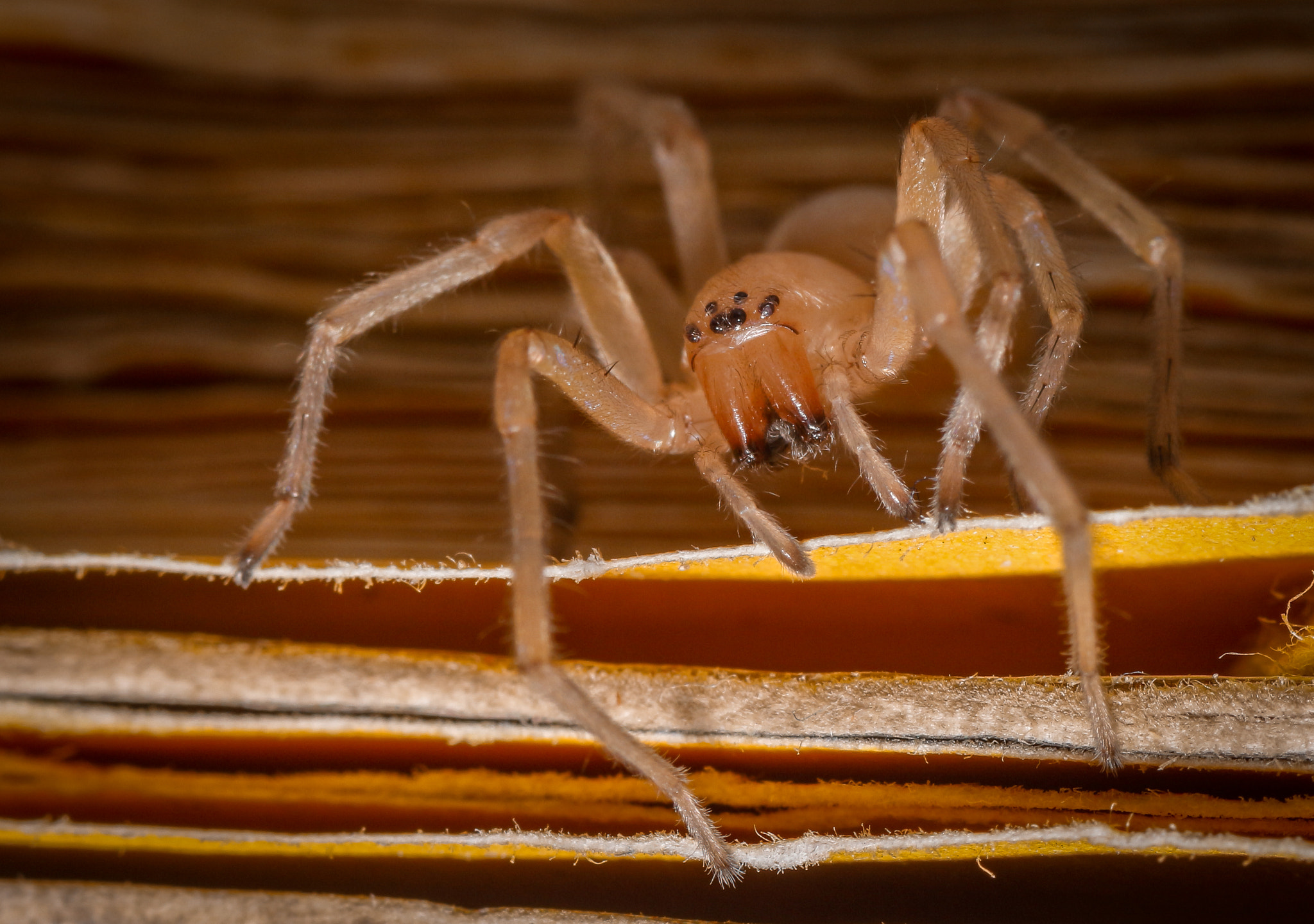 Sigma 105mm F2.8 EX DG Macro sample photo. The intruder photography