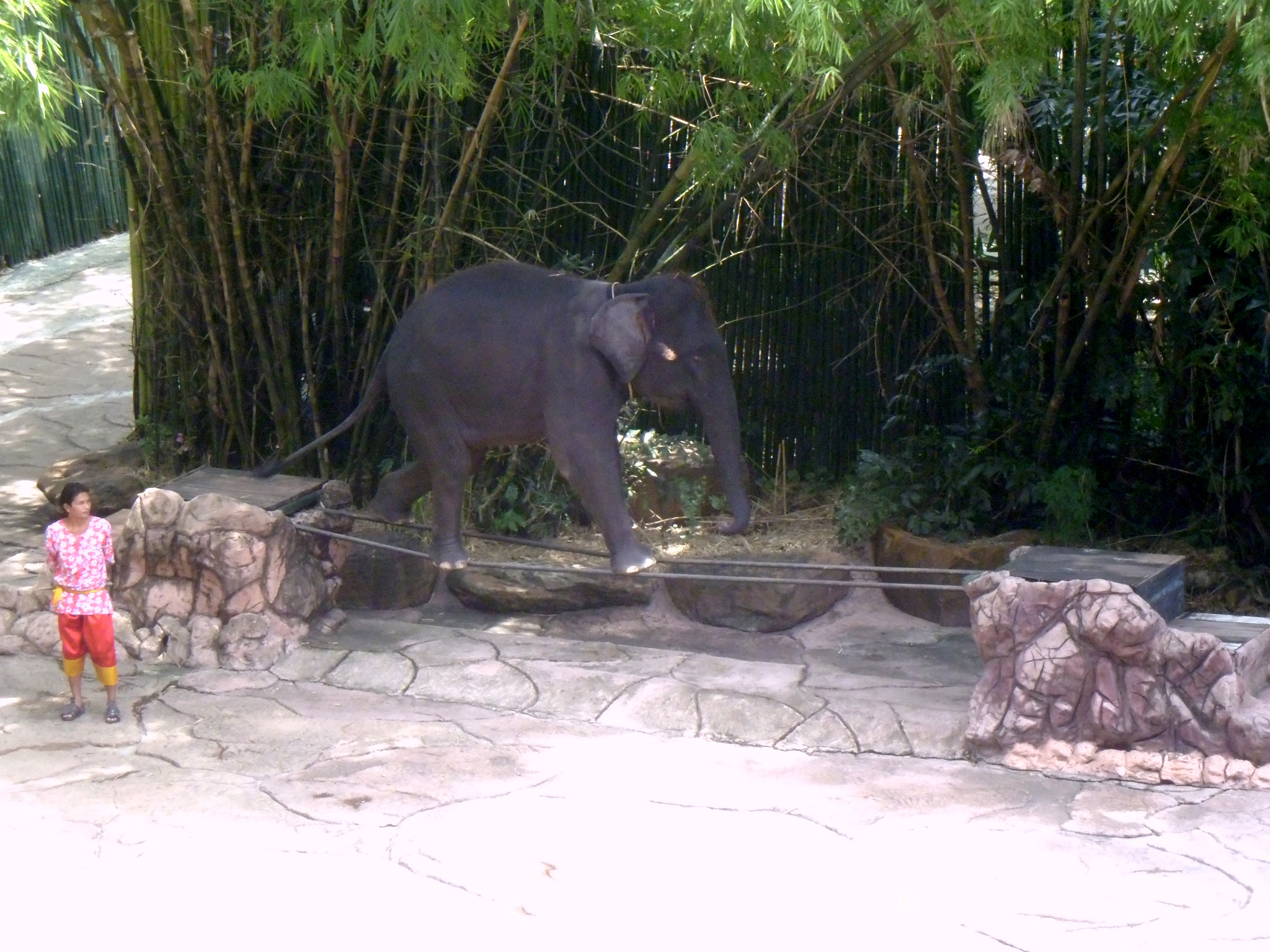 Panasonic DMC-LS5 sample photo. Safari world elephant show photography