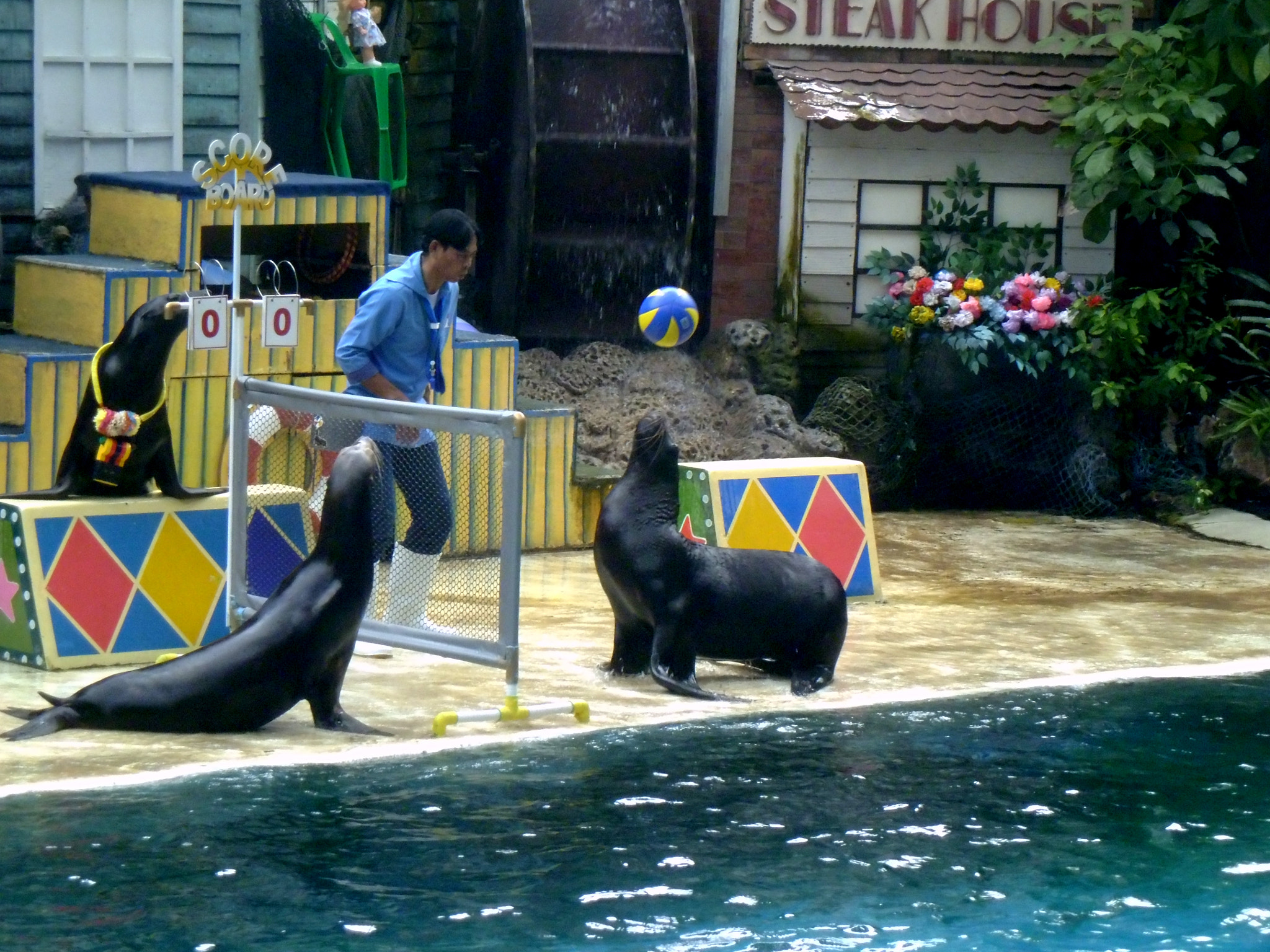 Panasonic DMC-LS5 sample photo. Safari world seals show photography